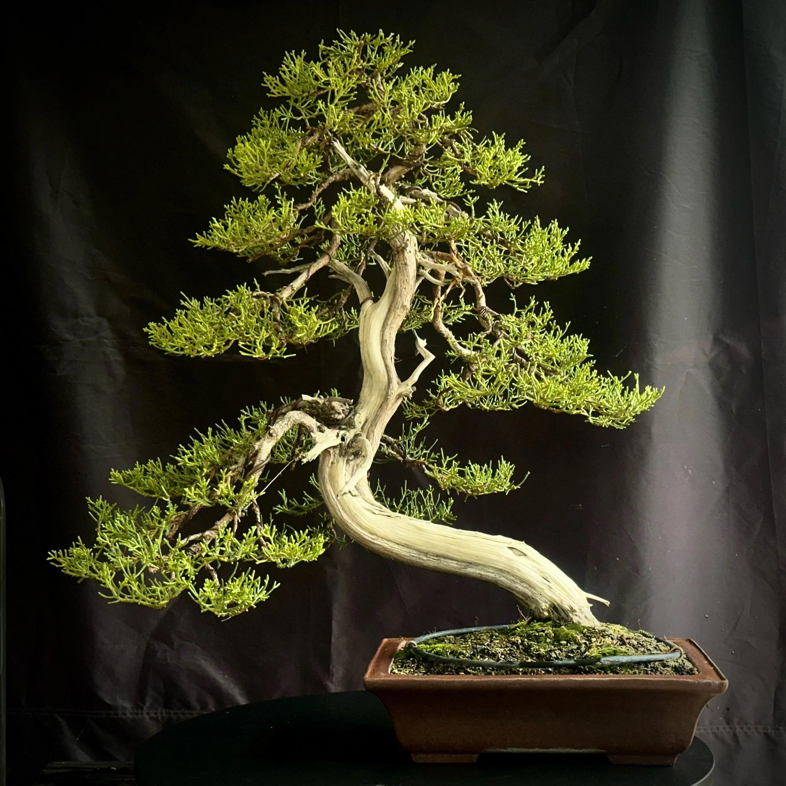Chuhin California Juniper