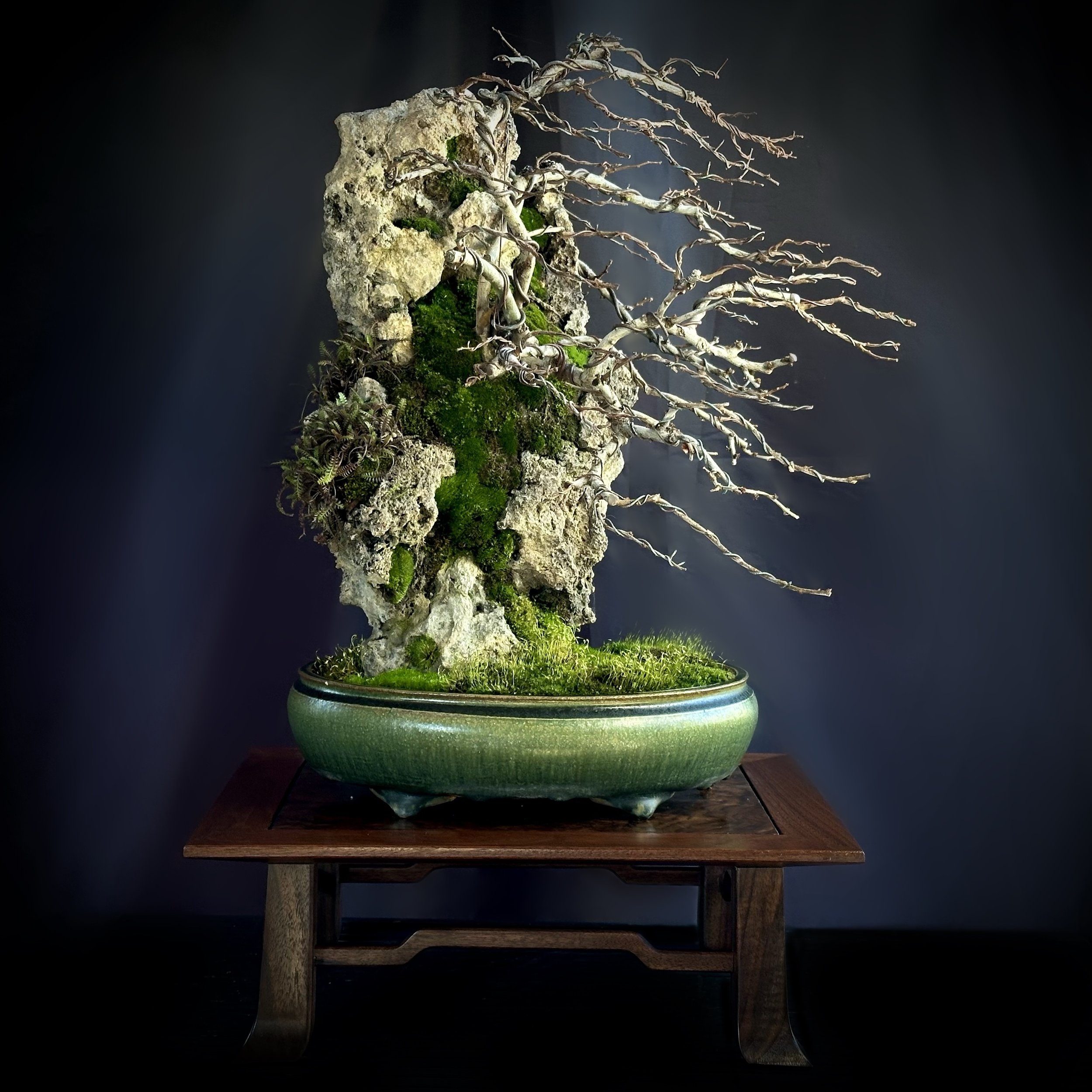 White Chojubai on Stone