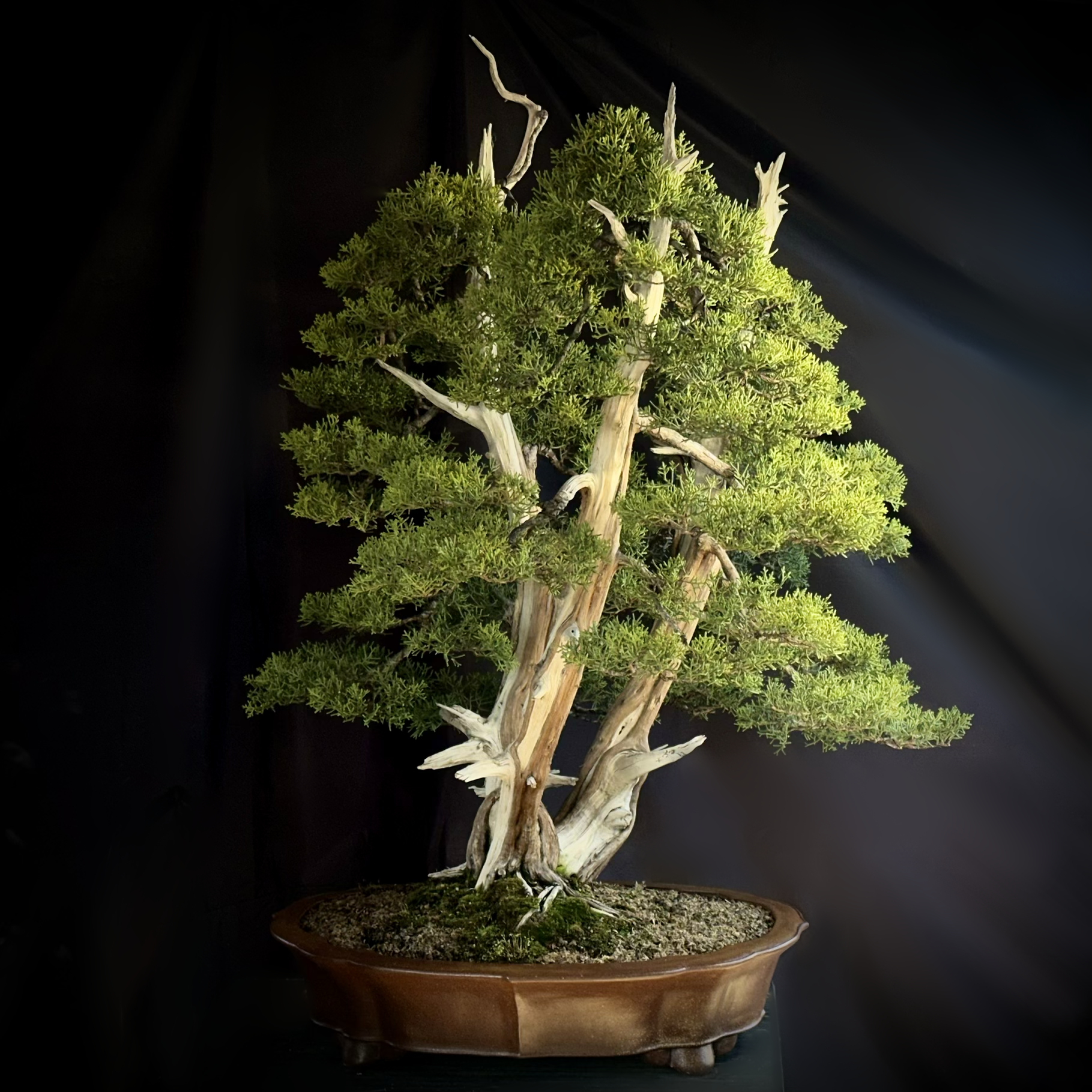 California Juniper #1