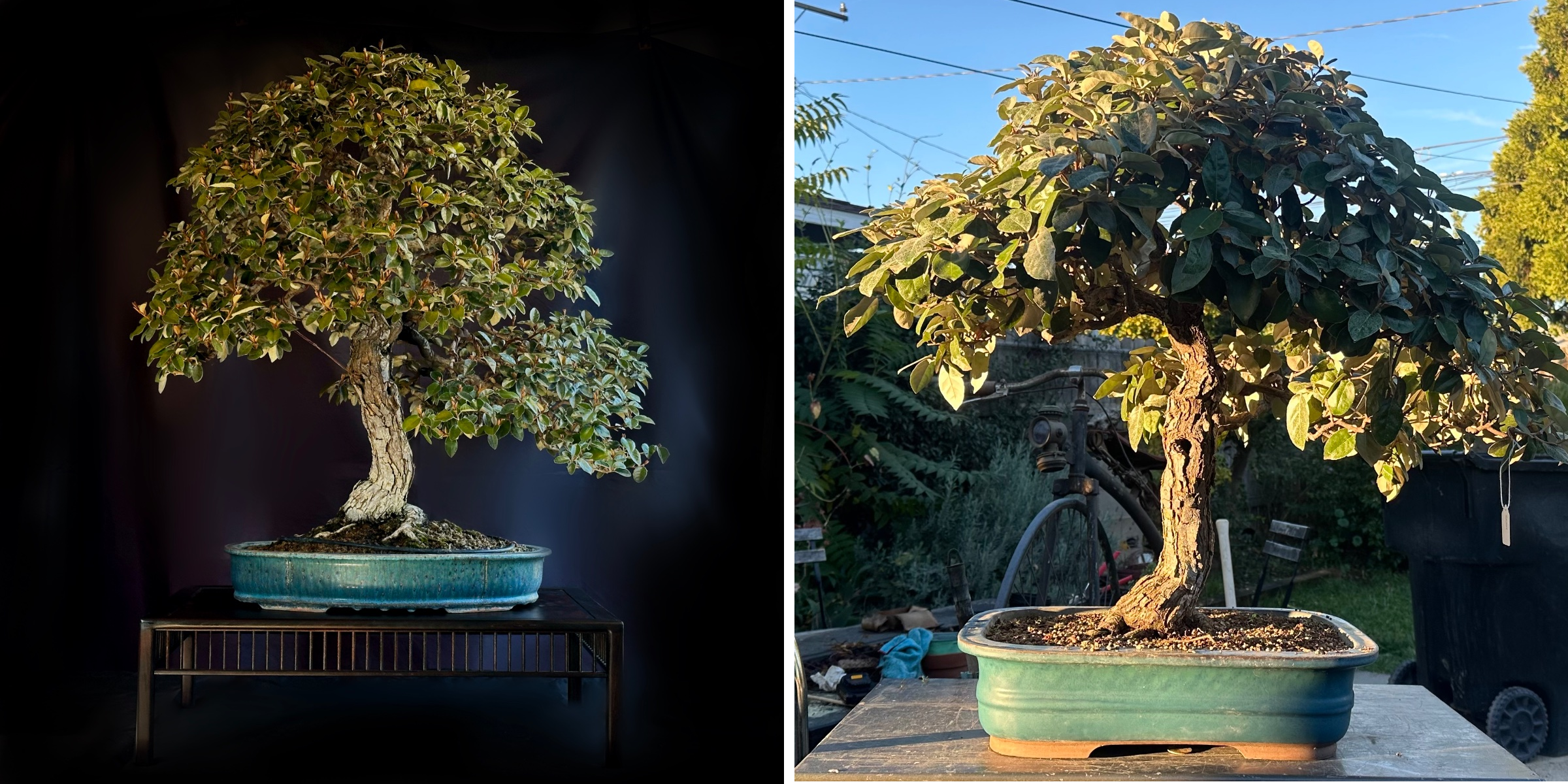 Silverberry (1 year progression)