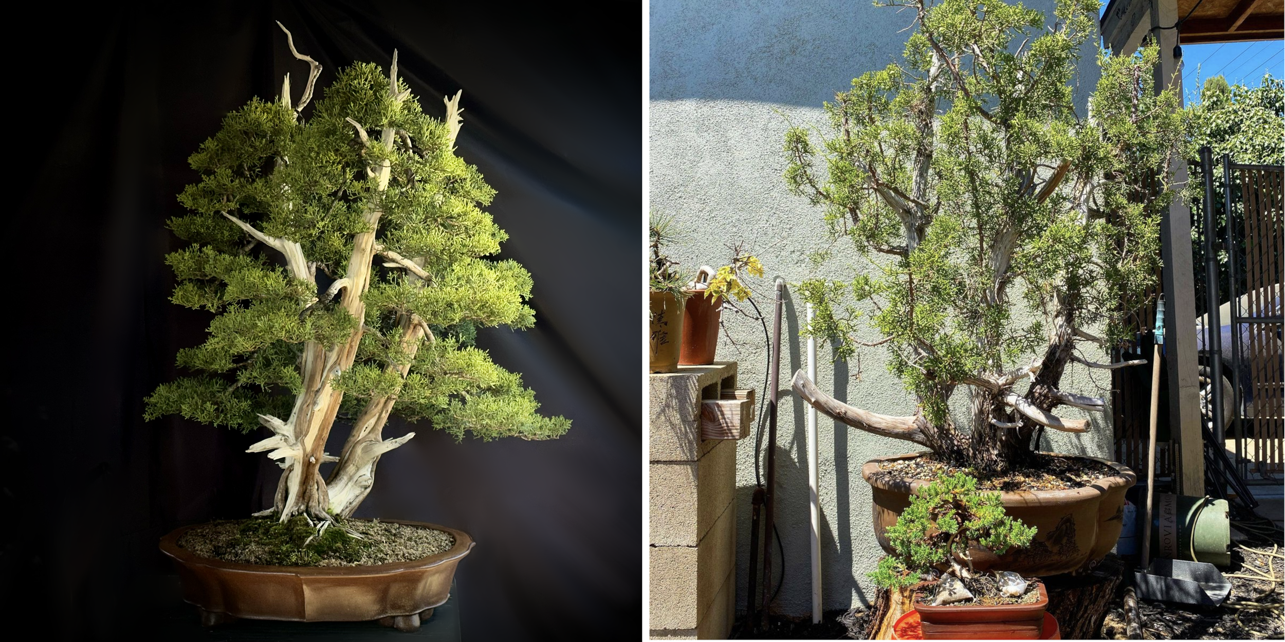 Triple Trunk California Juniper (5 year progression)