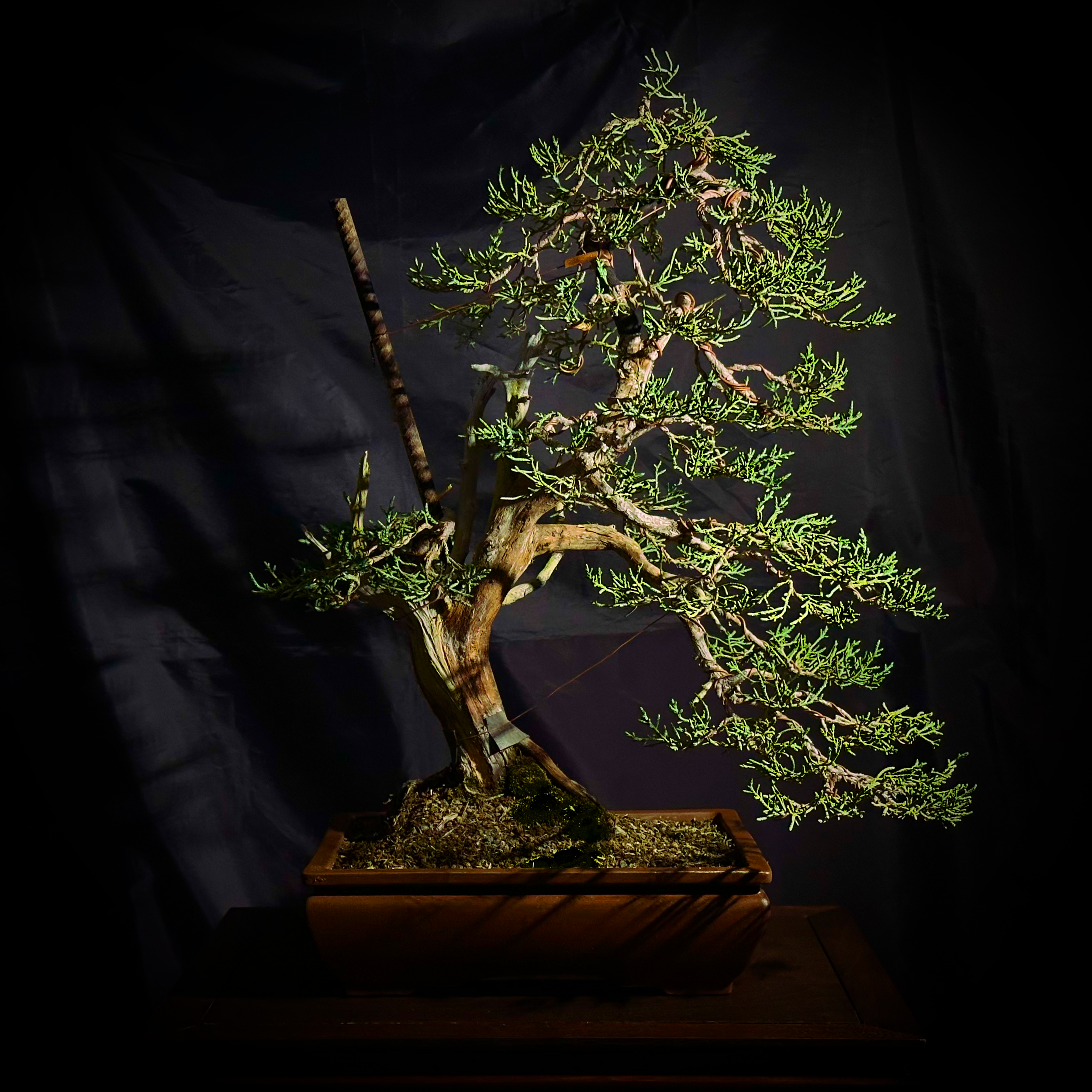 Utah Juniper #1