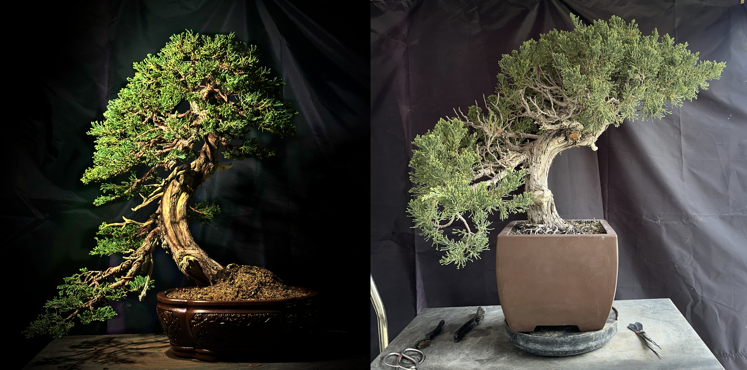 Prostrata Juniper (Client work)