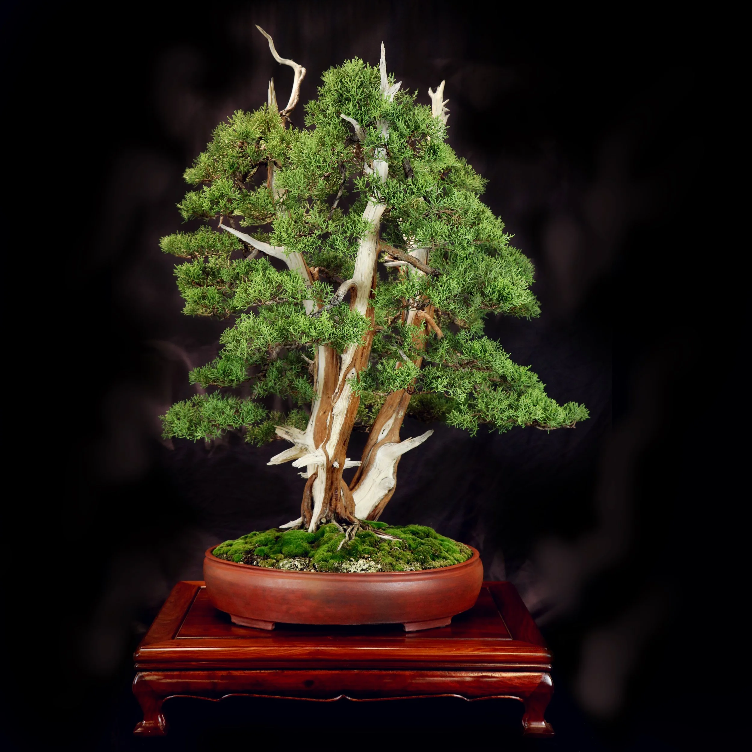 Triple Trunk California Juniper