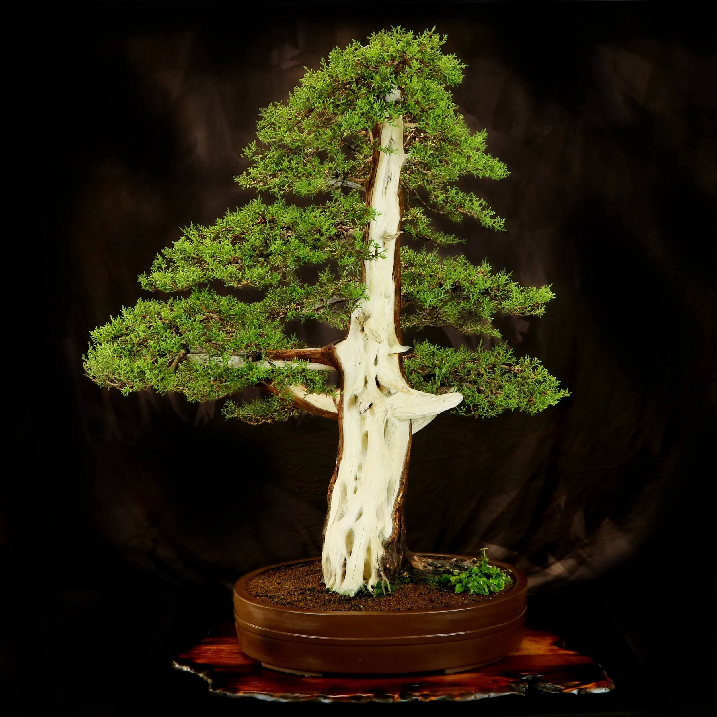 Chokkan Style California Juniper