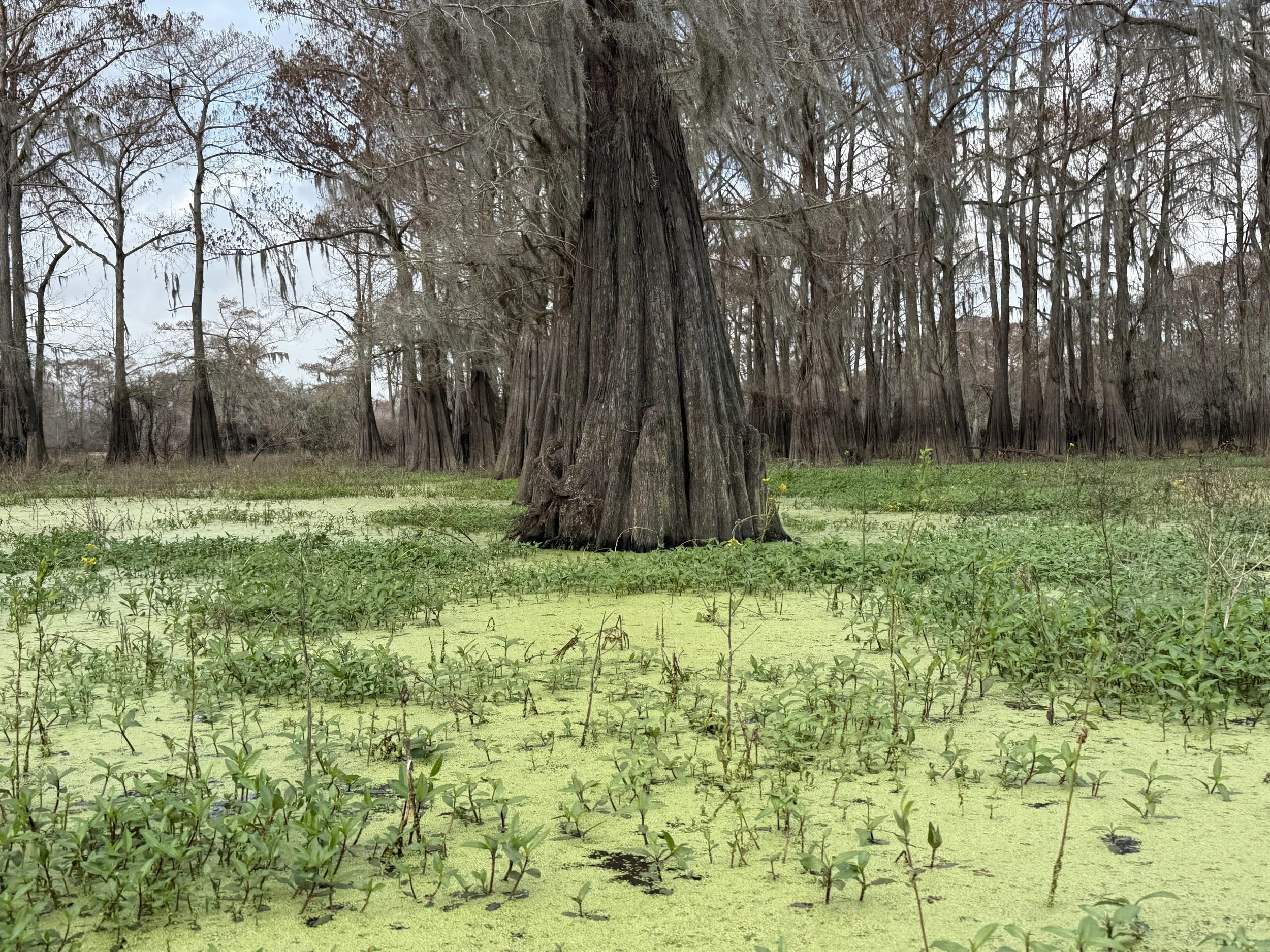 Swamp Base (2026)