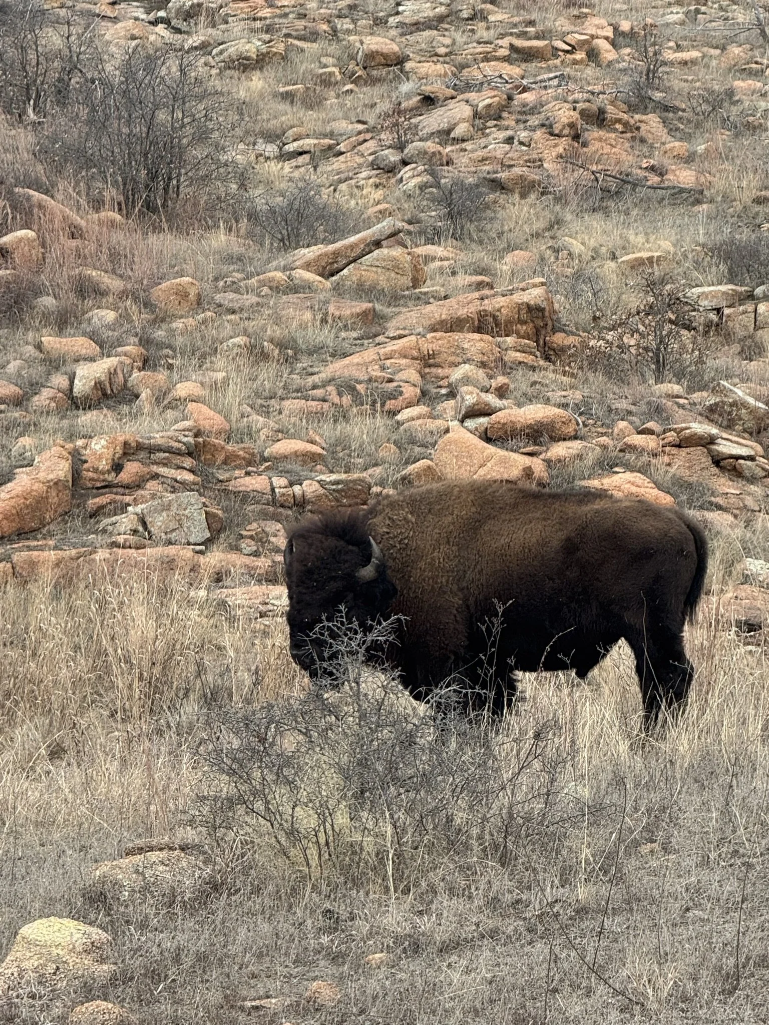 Wichita Mountains Wildlife Refuge, Oklahoma (2026)