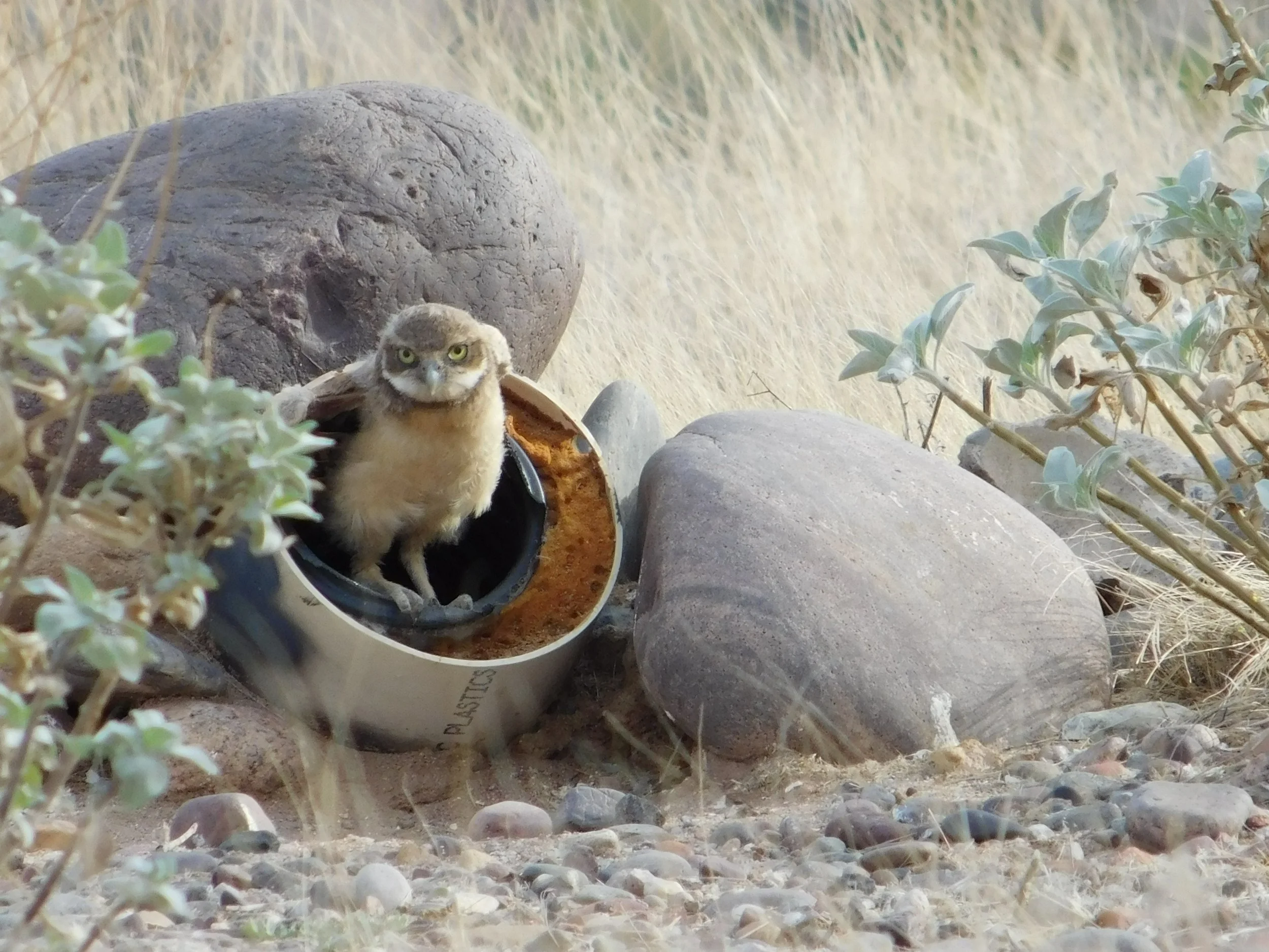 Burrowing Owl pic 1.JPG
