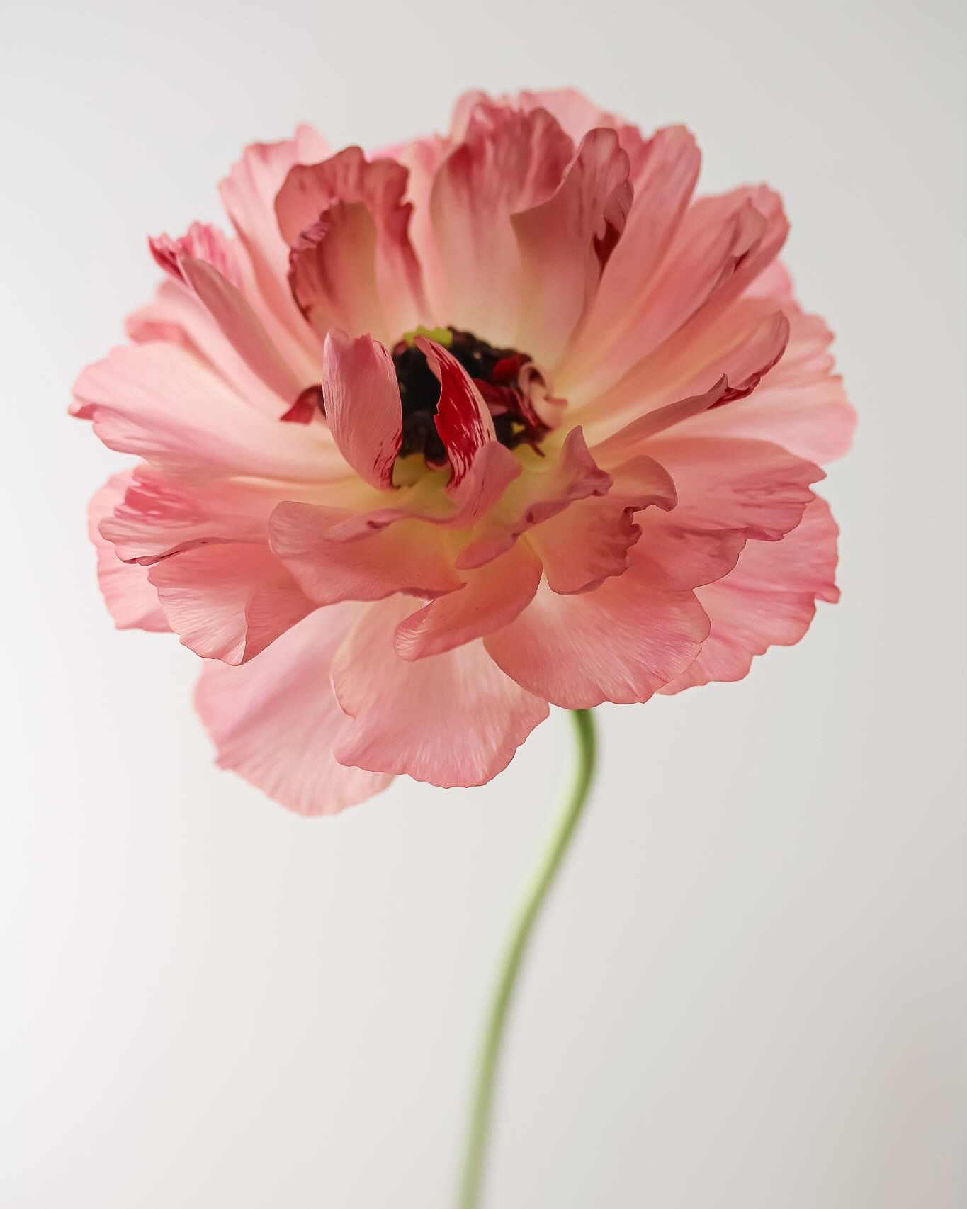 Japanese ranunculus 😮&zwj;💨

That is one fancy flower.