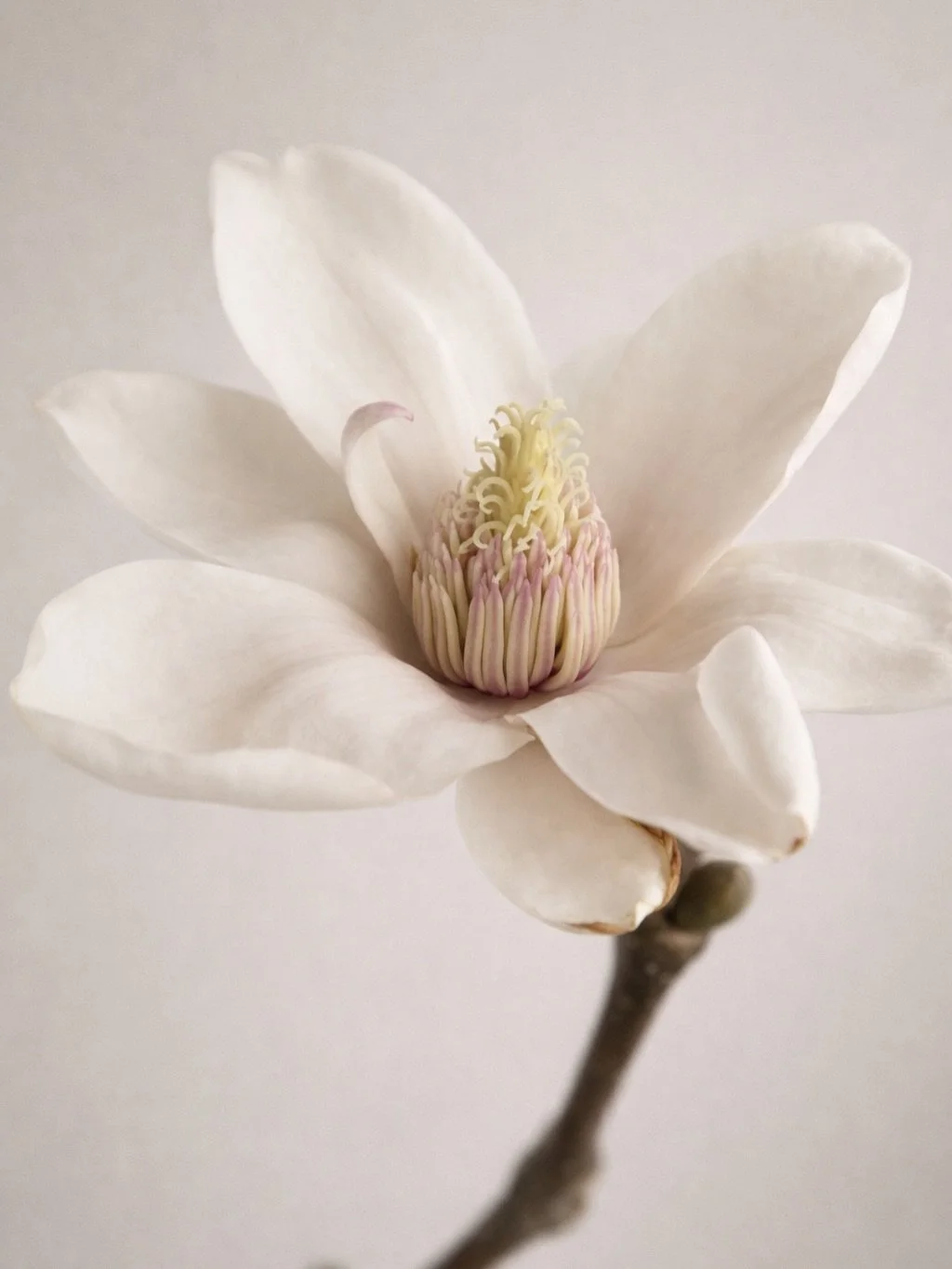 🤍 

Den er der allerede. 

Sk&oslash;nheden. 

Ofte i det, vi n&aelig;sten overser. 

#beauty #wellness #slowingdown #skincareroutine #bloom