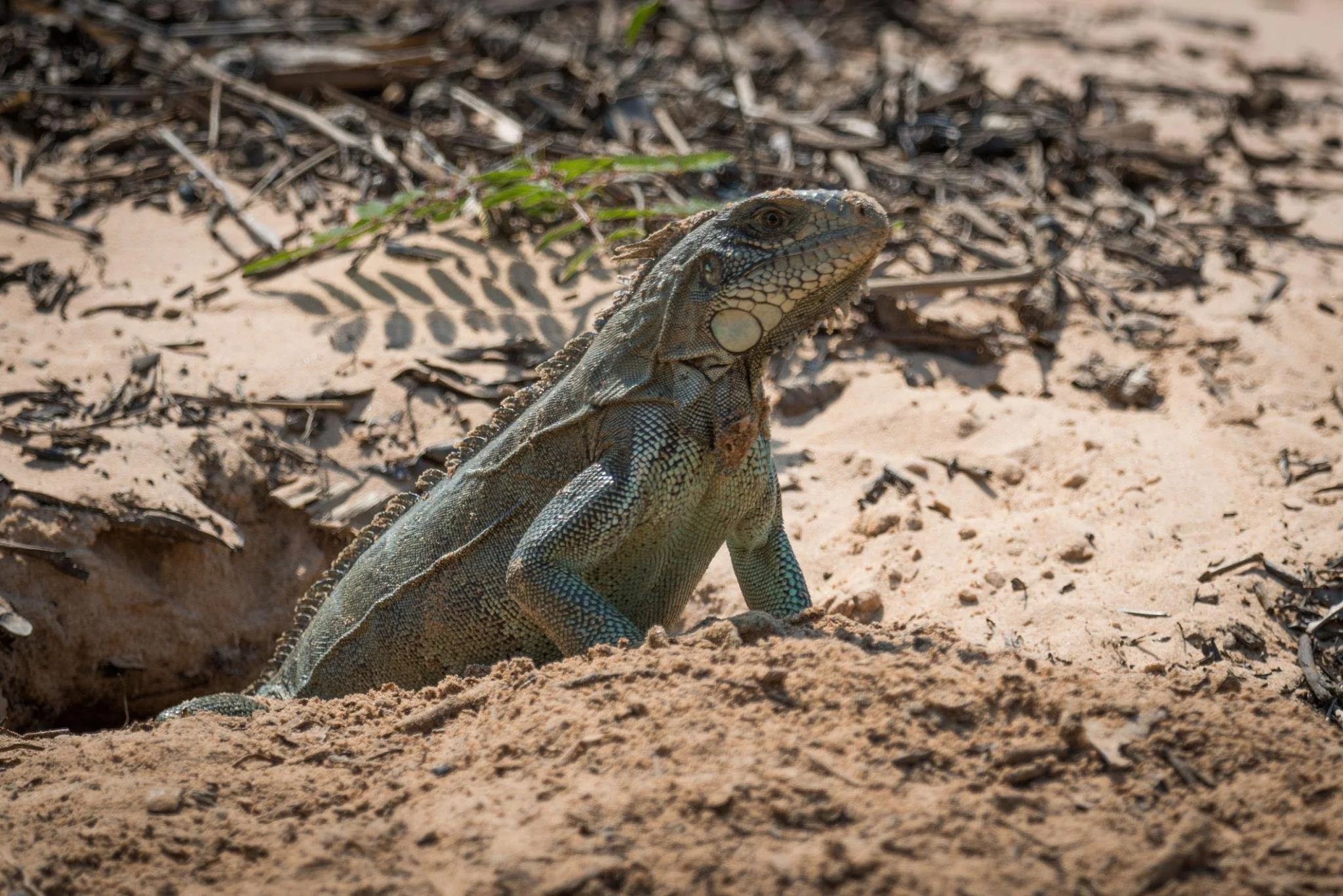 How Invasive Iguanas Are Damaging SWFL Seawalls And How Foam Stabilization Restores &amp; Protects Them