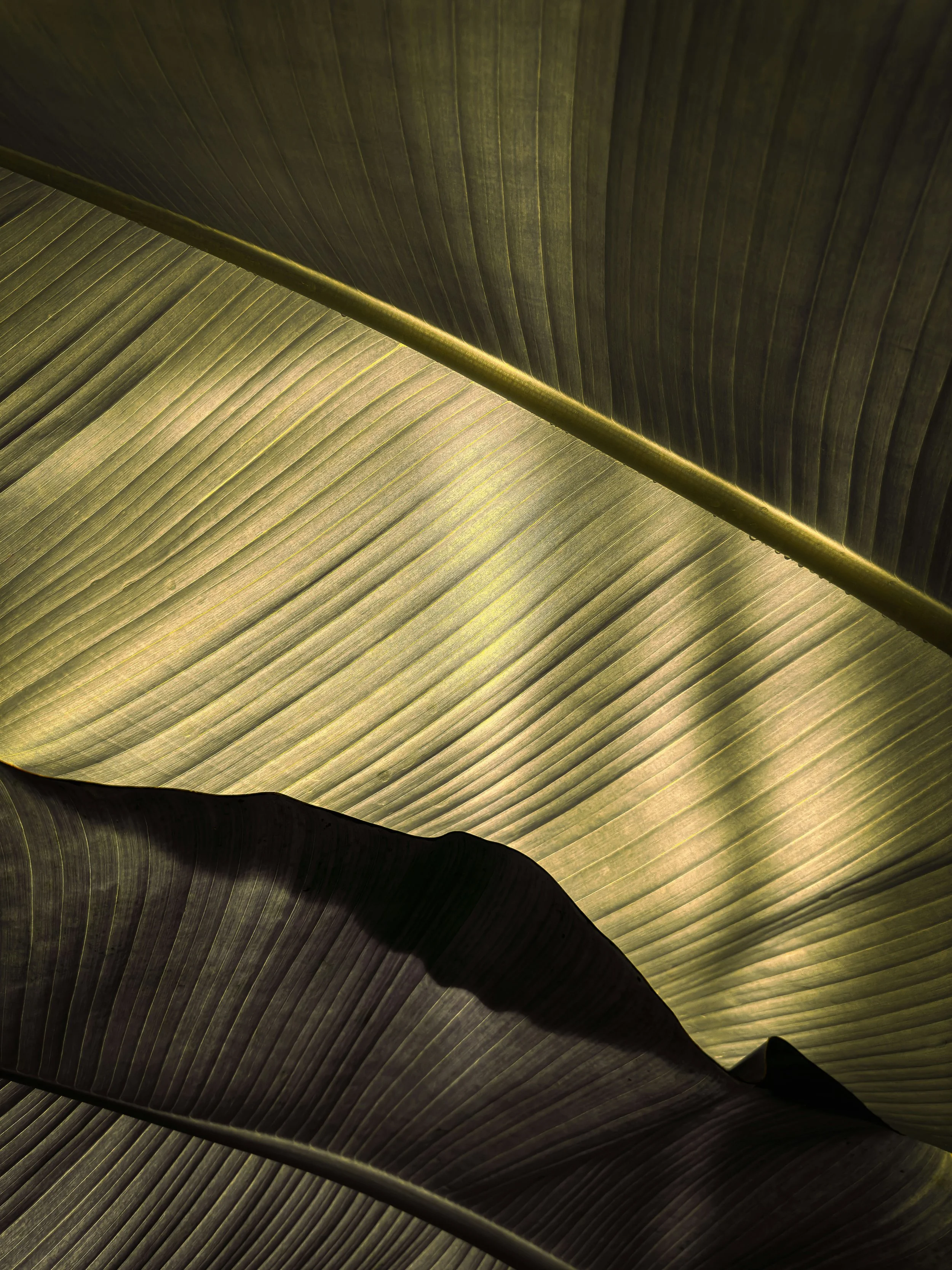 Leaf Texture Image (2).jpg