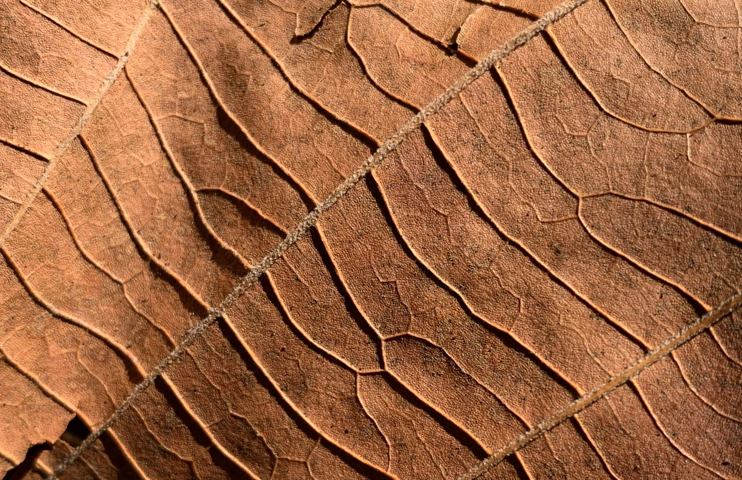 Leaf Texture Image (5).jpg