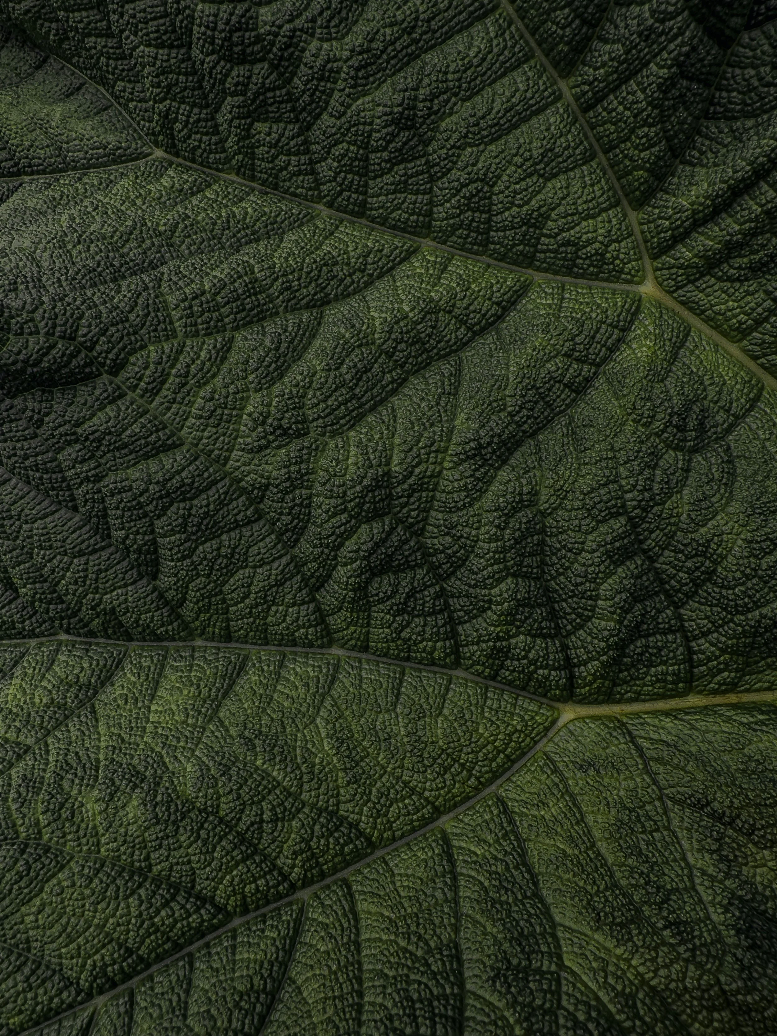 Leaf Texture Image (4).jpg