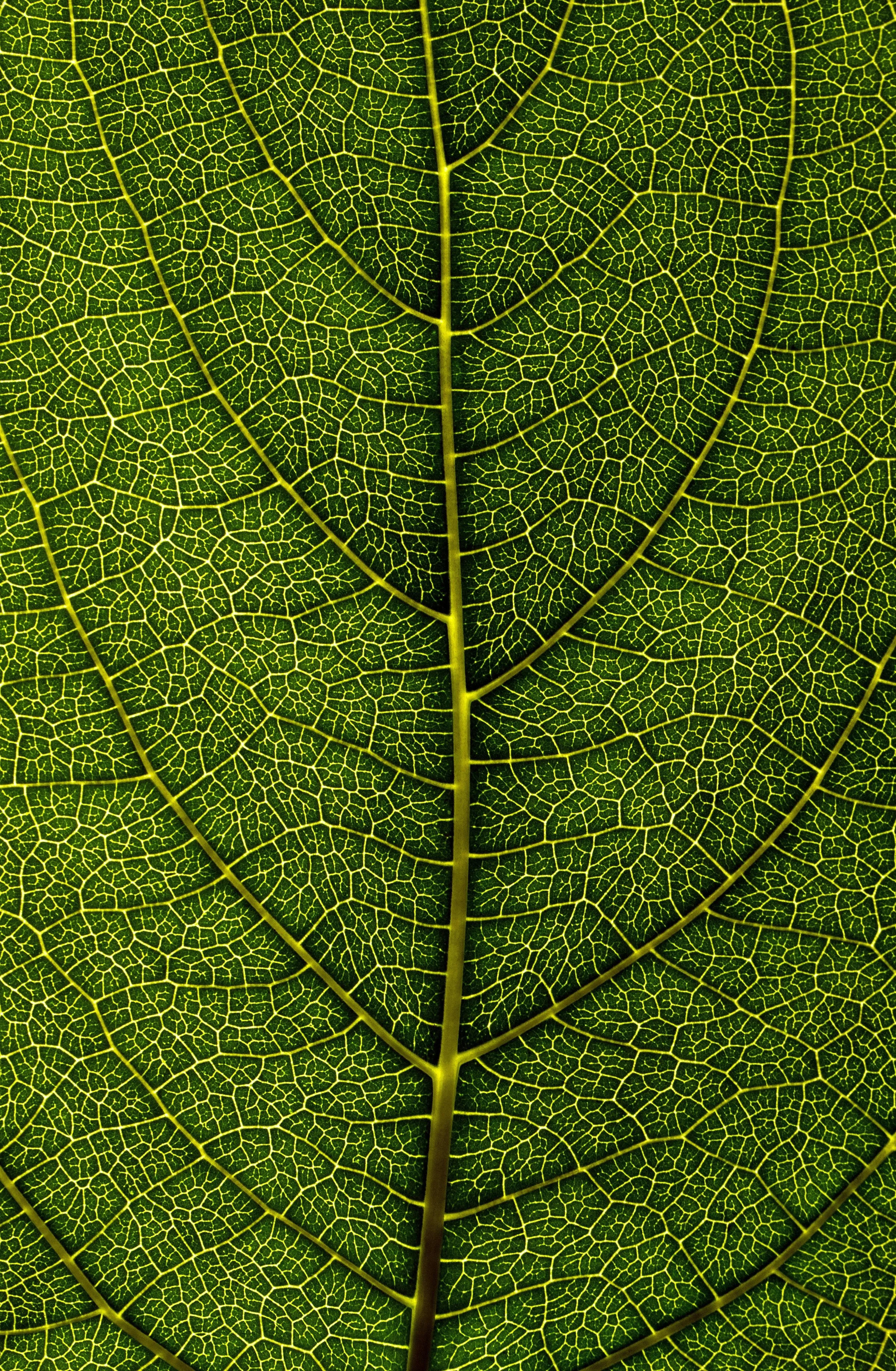 Leaf Texture Unsplash (1).jpg