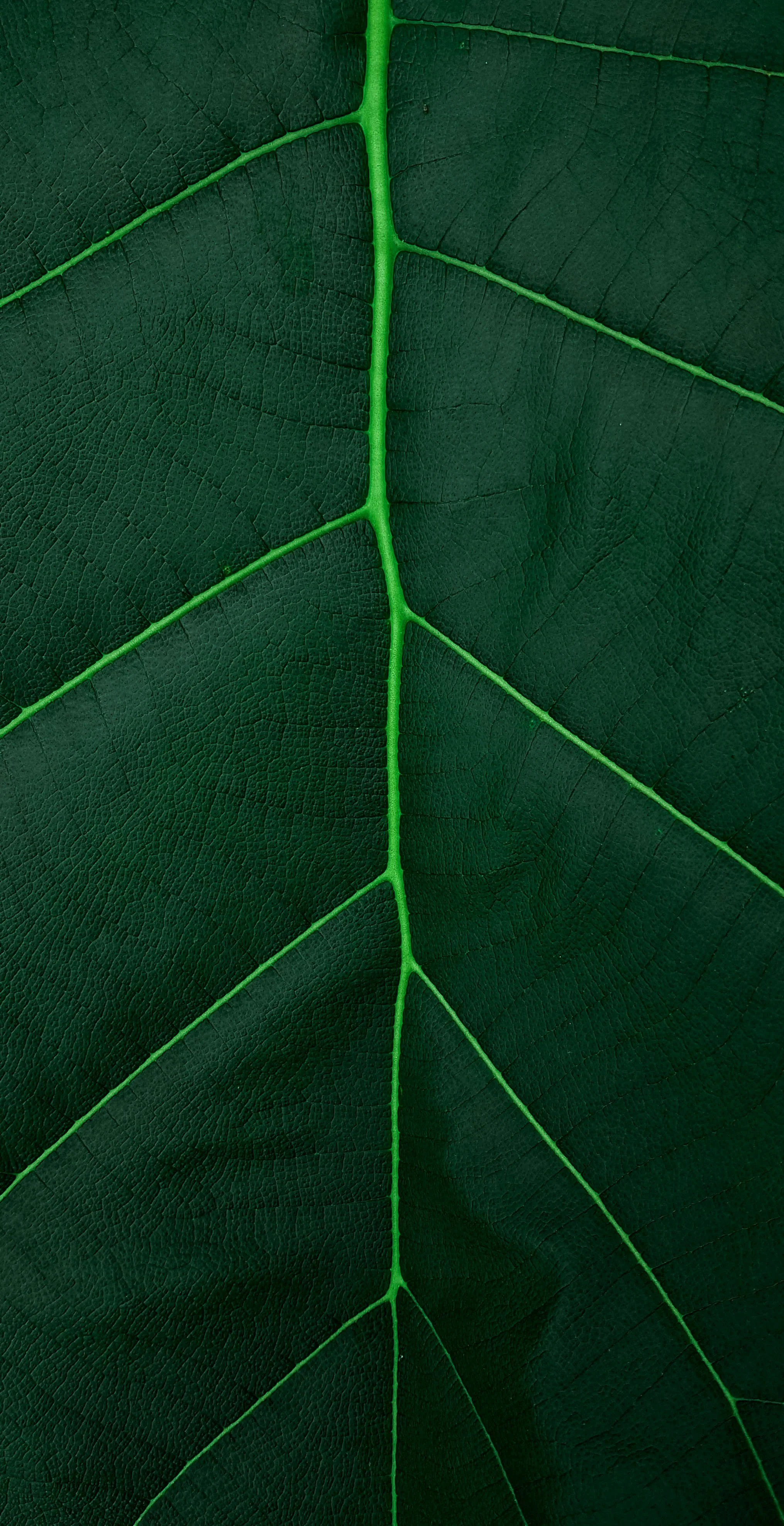 Leaf Texture Unsplash (5).jpg