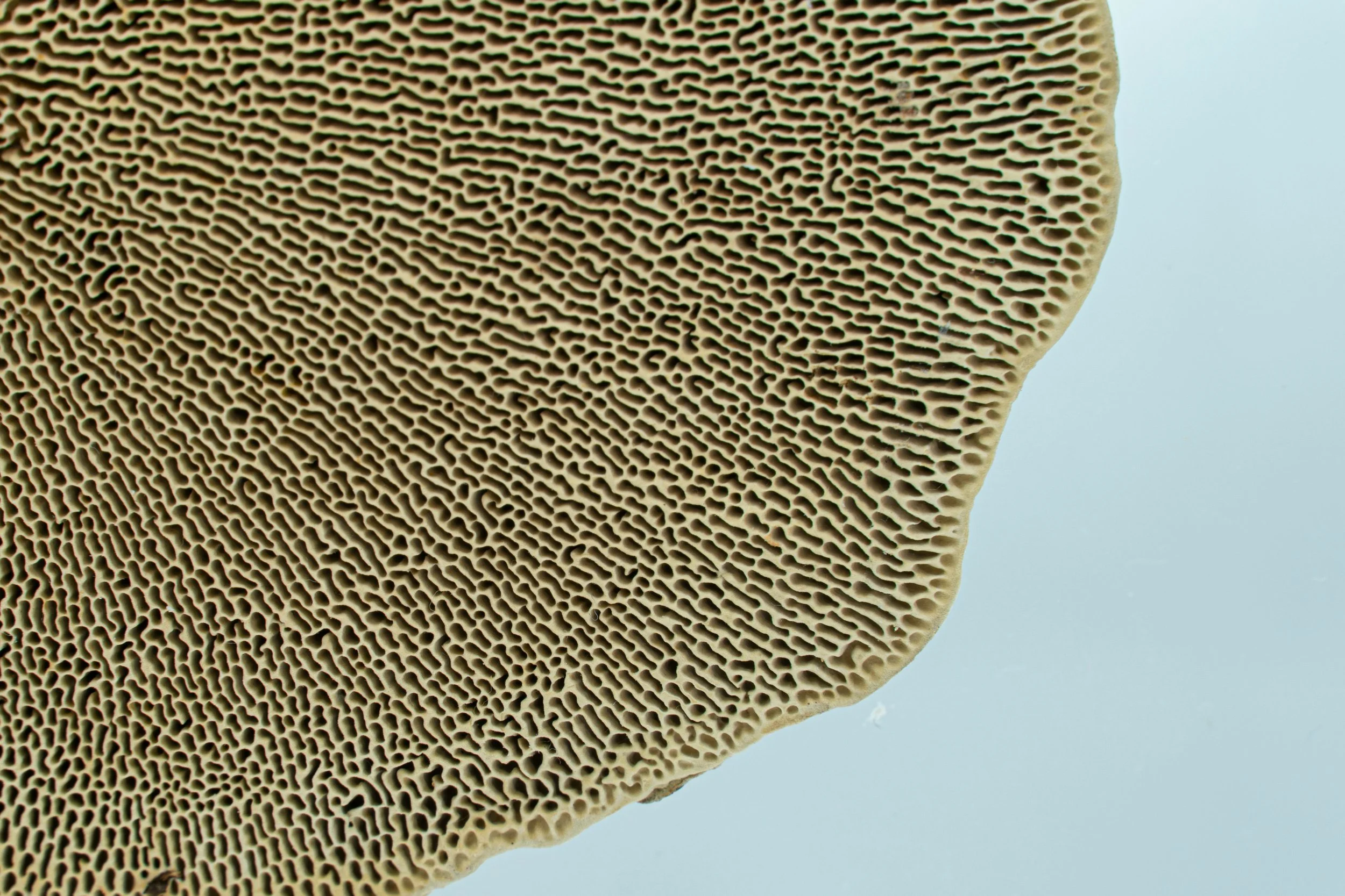 Mushroom Texture Unsplash (2).jpg