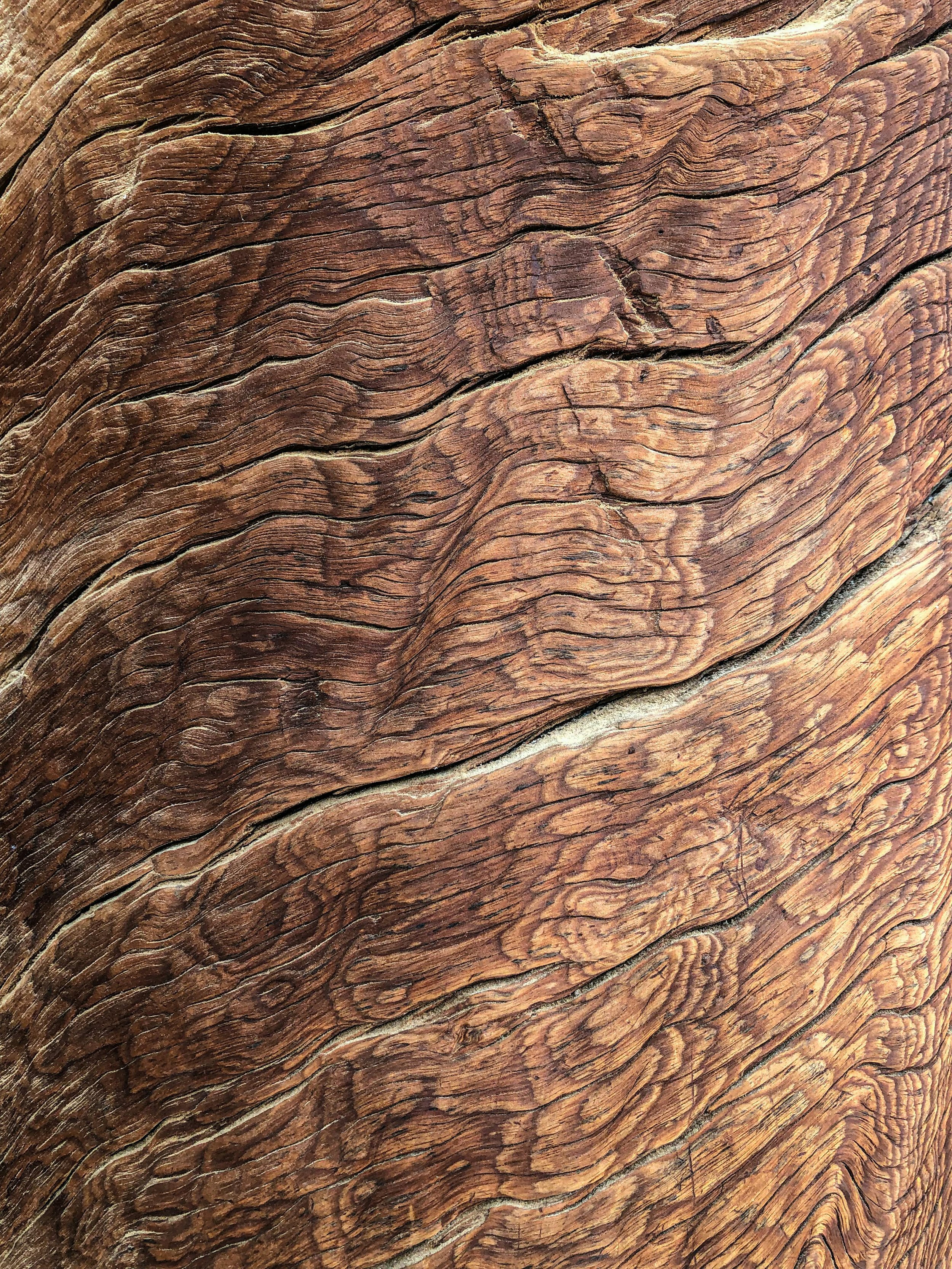 Mushroom Texture Unsplash (4).jpg