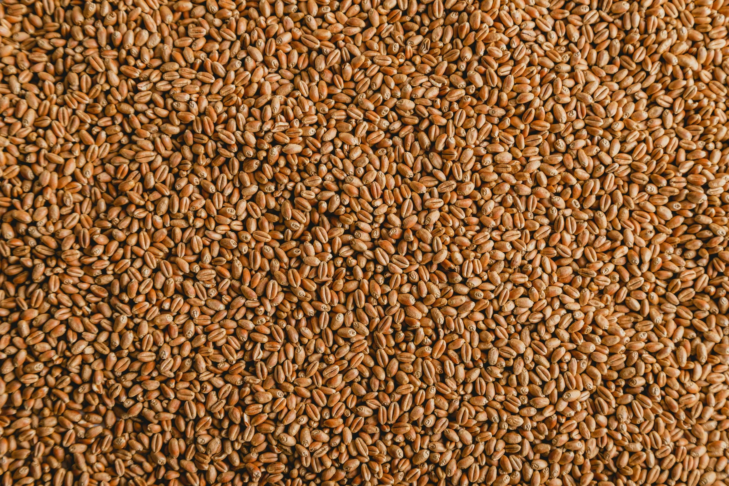 Seed Texture Image (1).jpg
