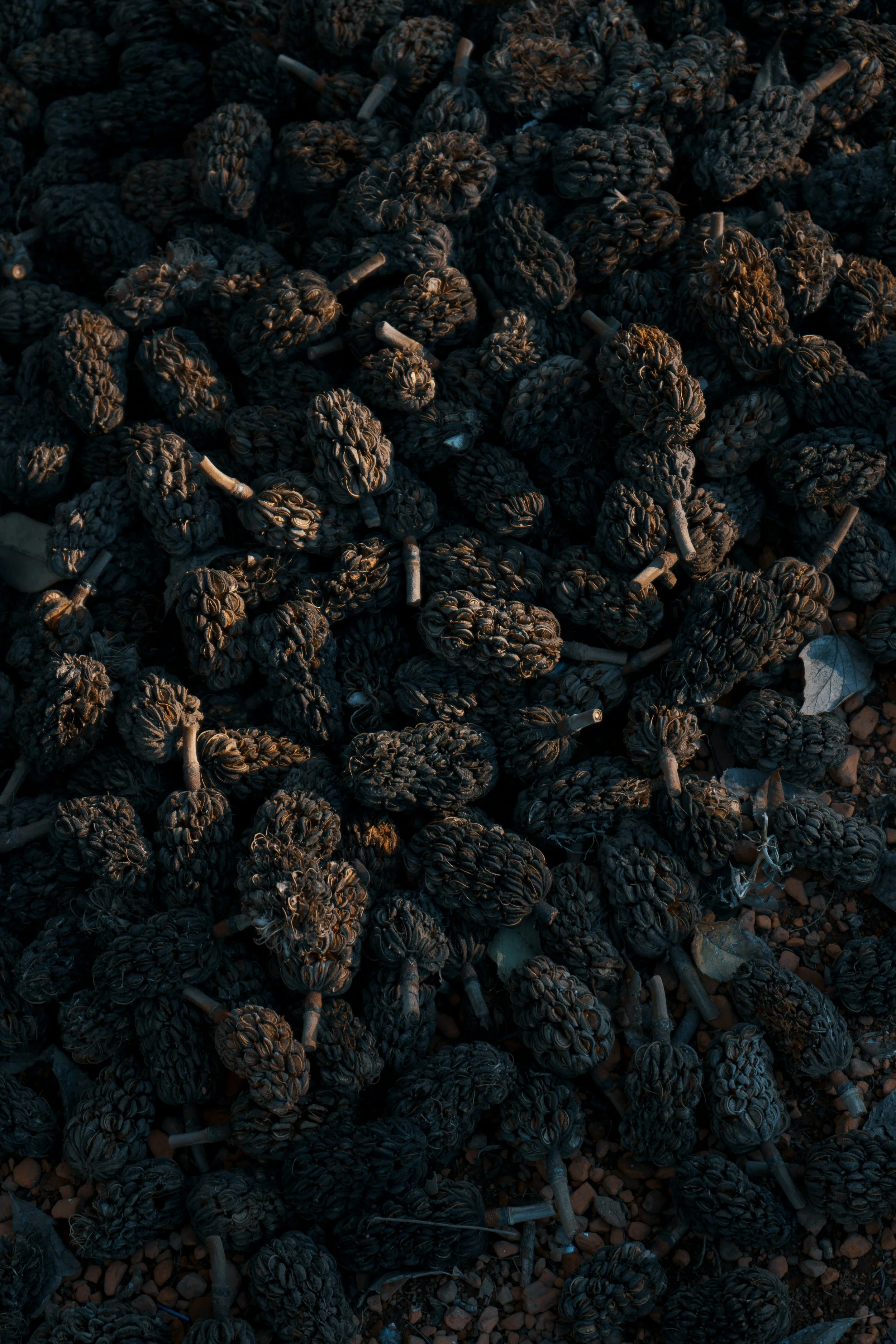 Seed Texture Image (2).jpg