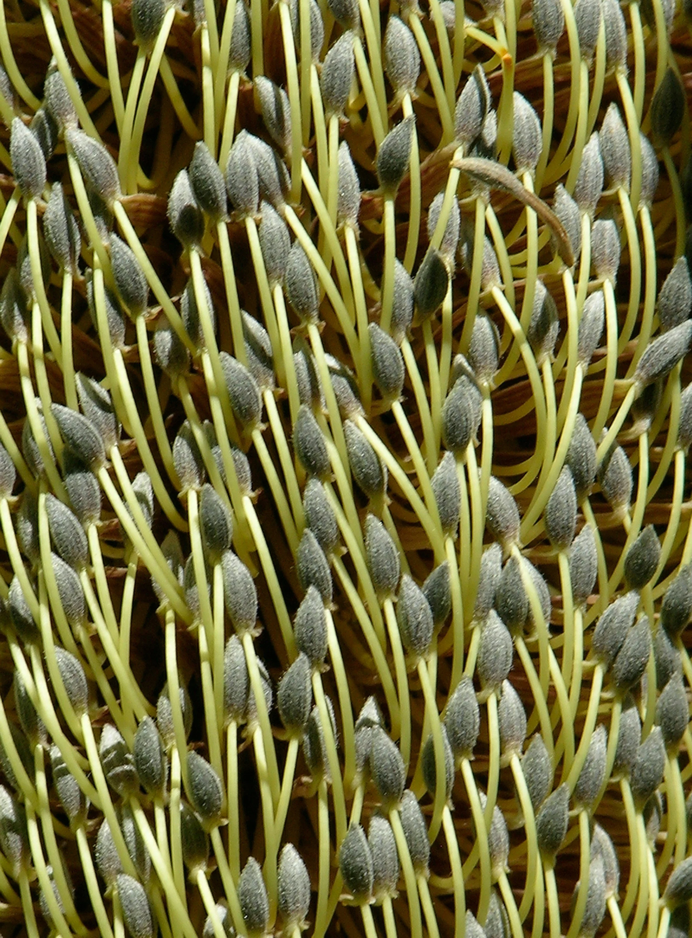 Seed Texture Image.jpg