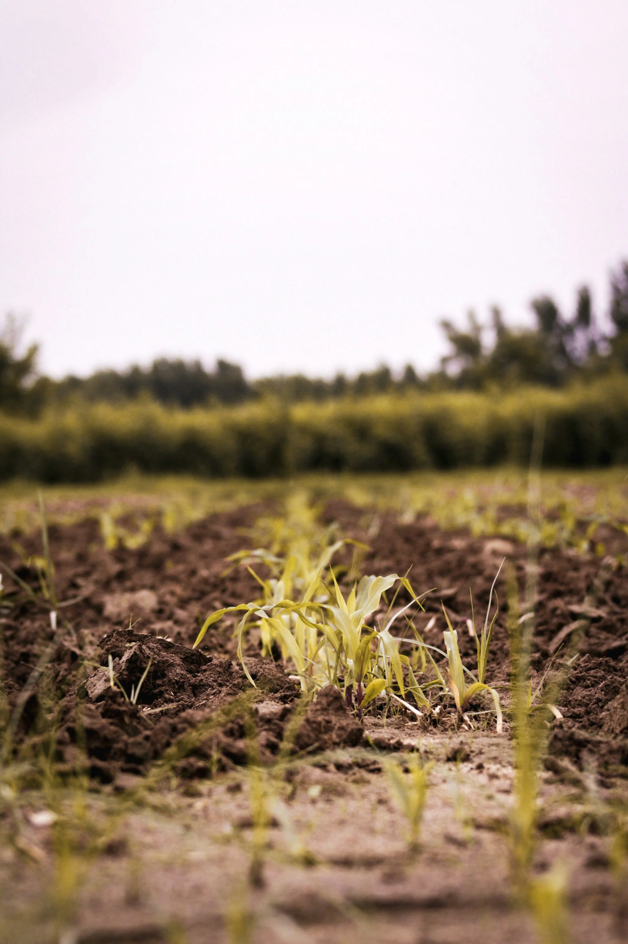 Soil Picture from Unsplash (2).jpg