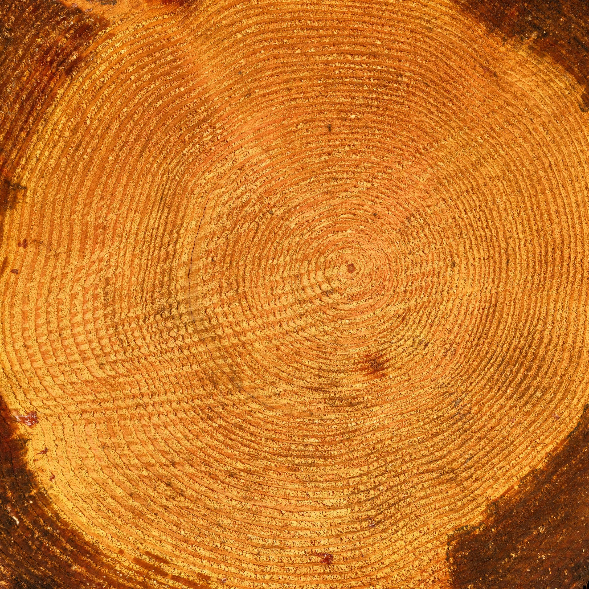Tree Ring Picture (2).jpg
