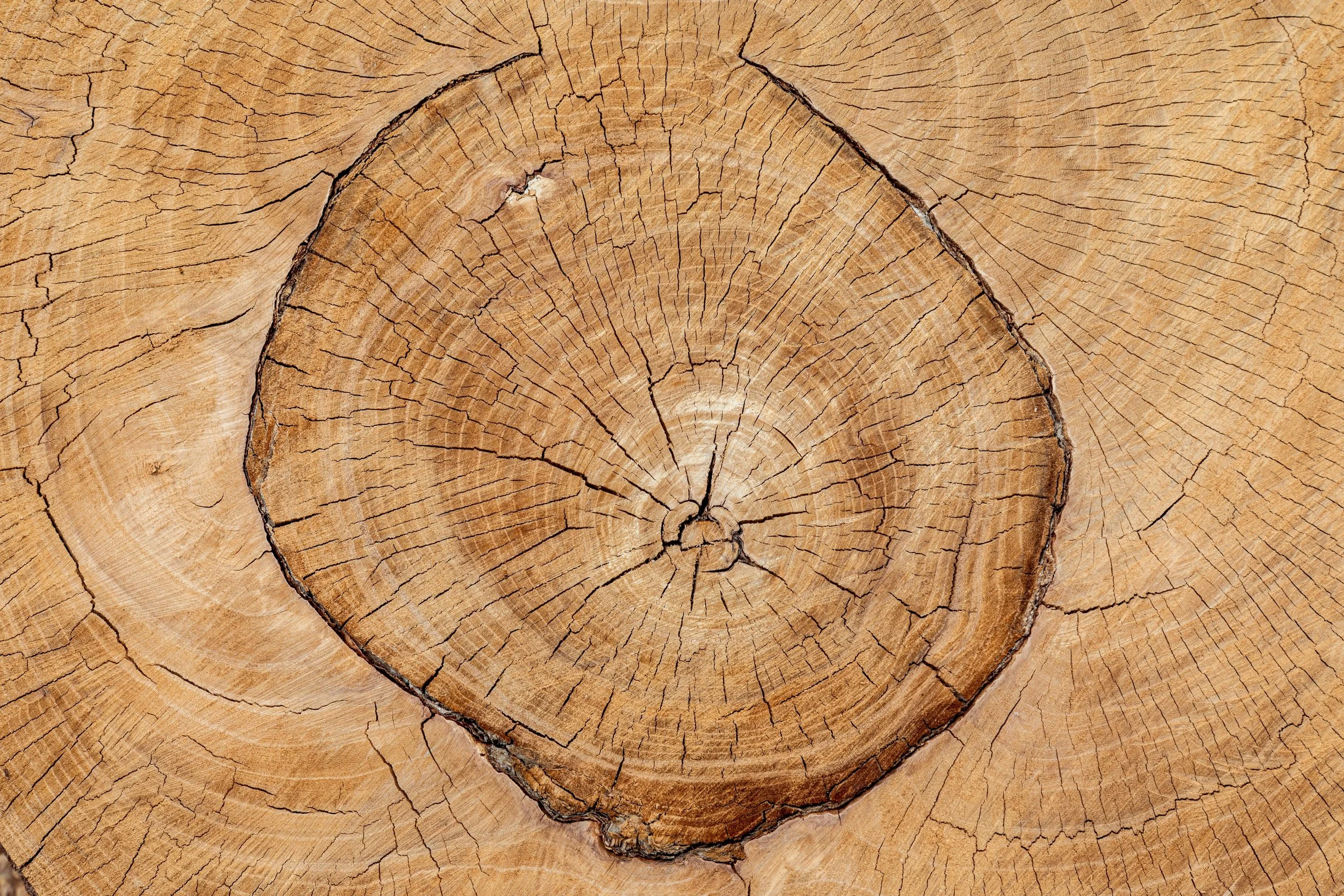 Tree Ring Picture.jpg