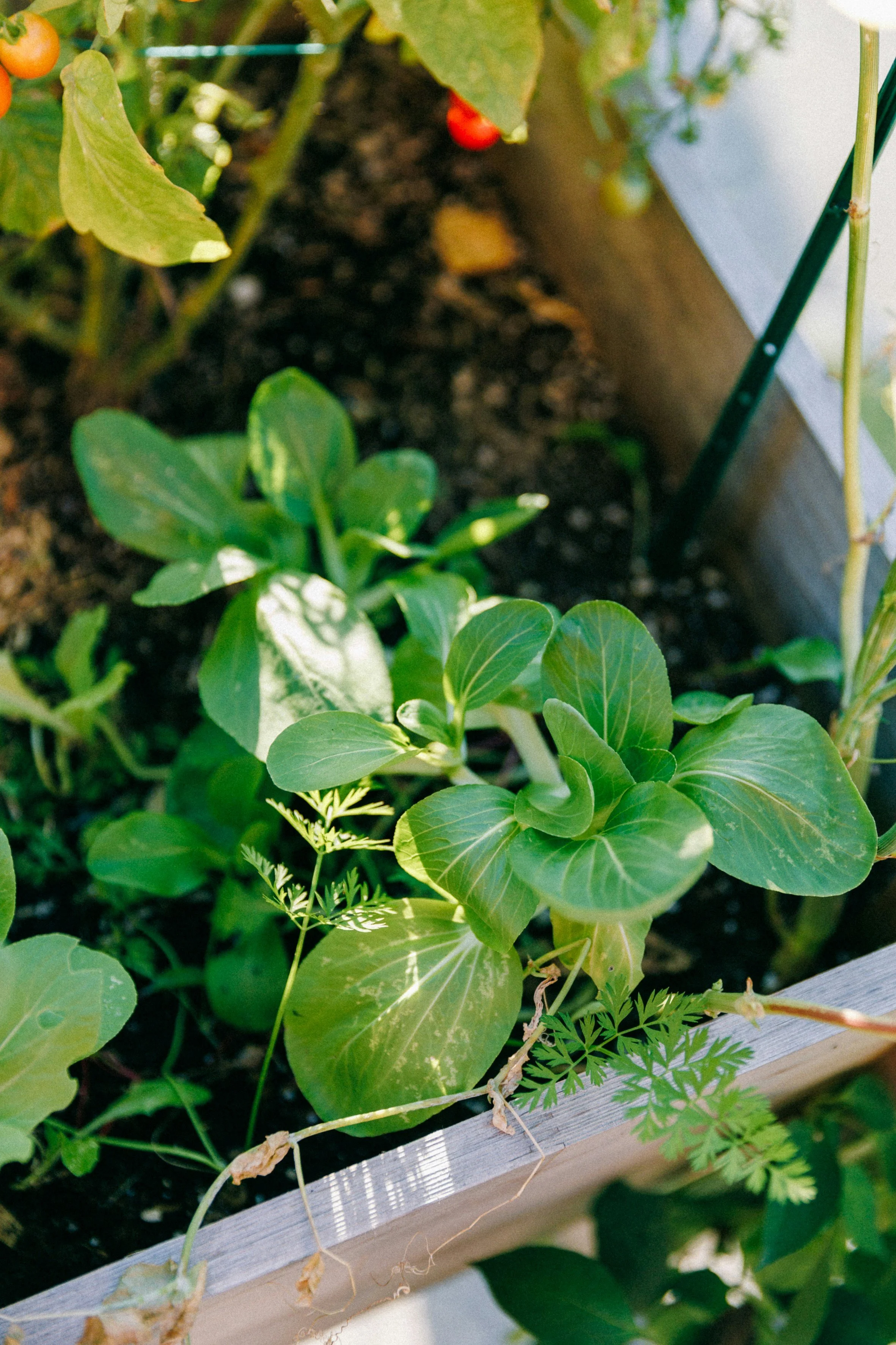 Vegetable Table Photo.jpg