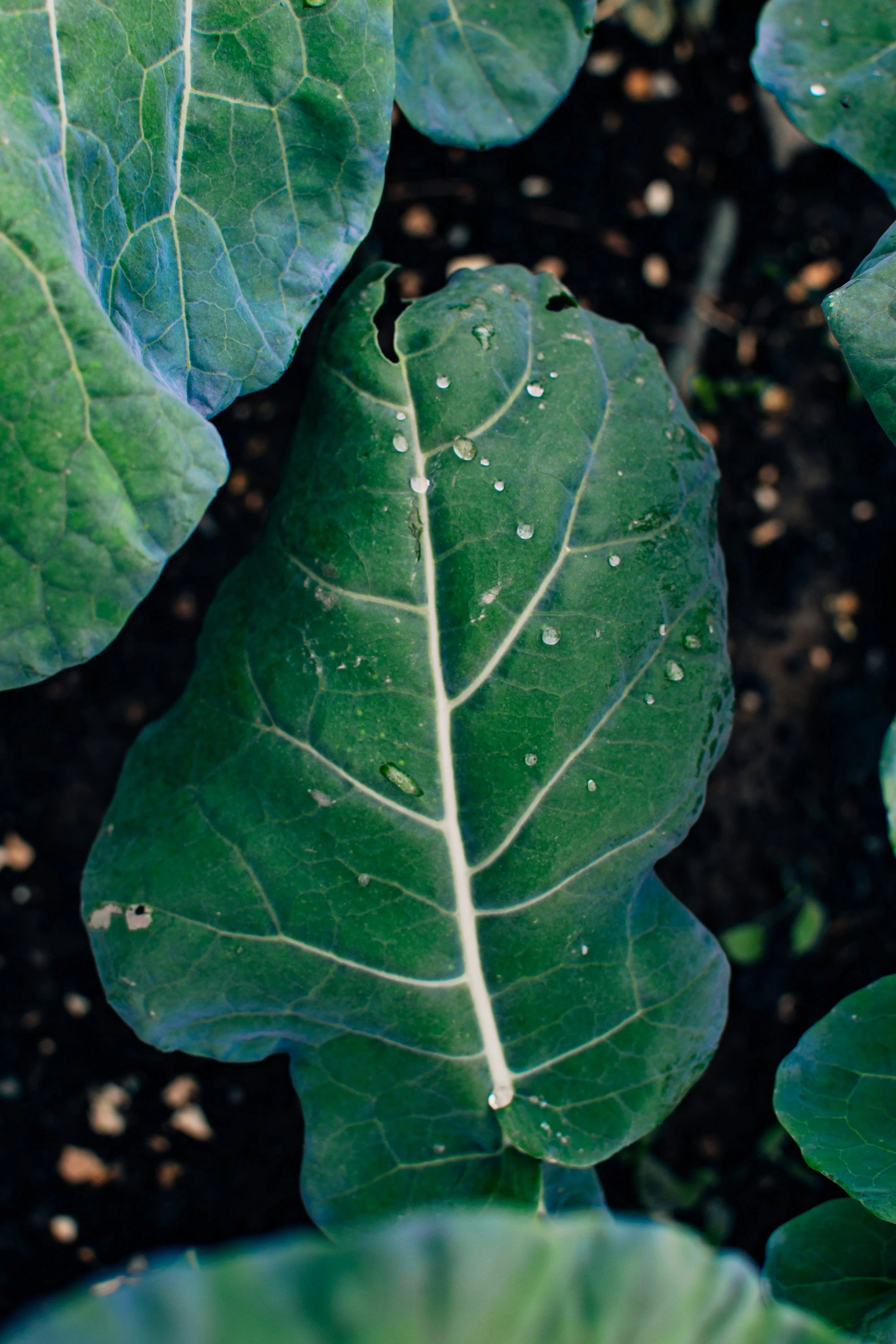 Vegetable Texture (3).jpg