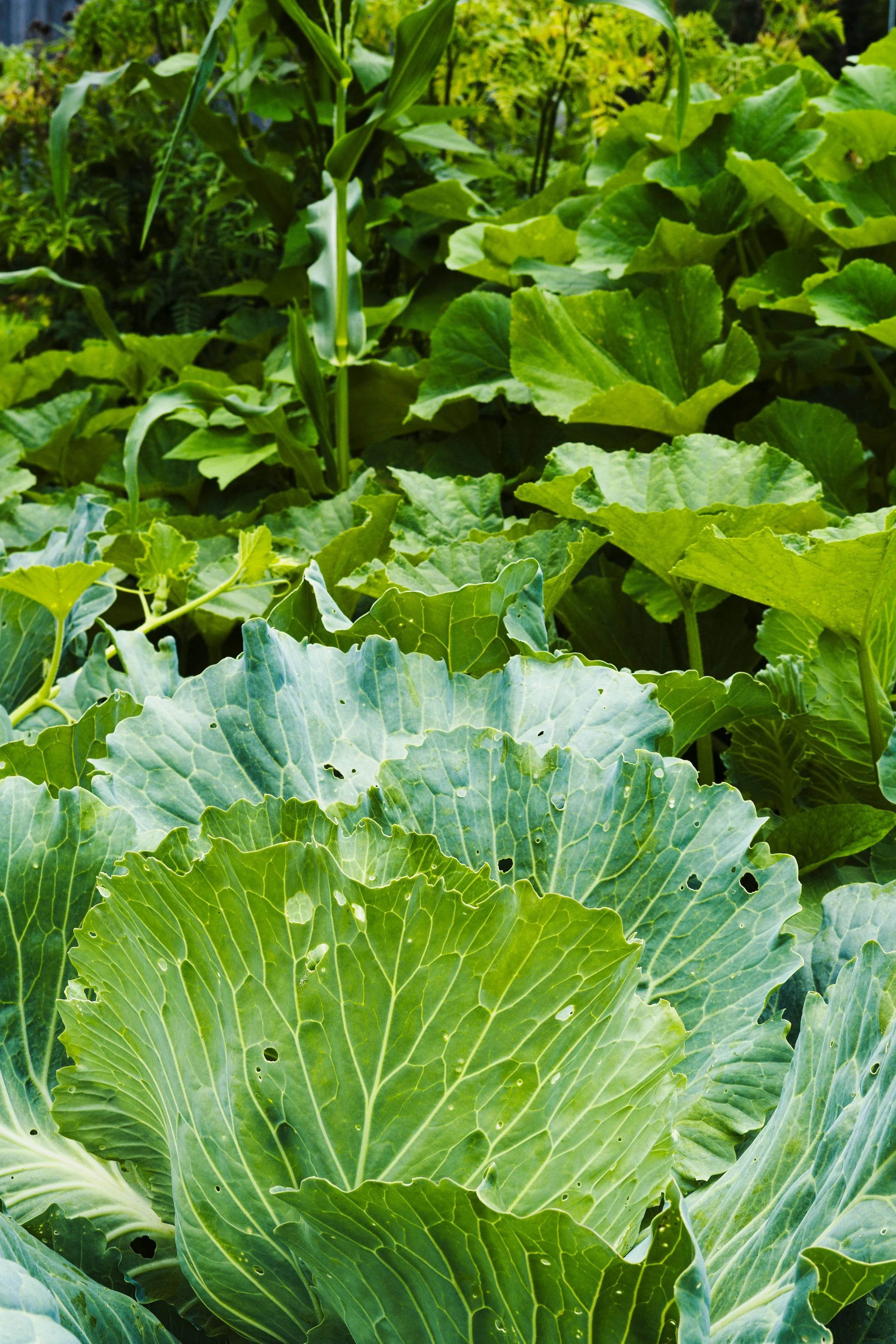 Vegetable Texture (6).jpg