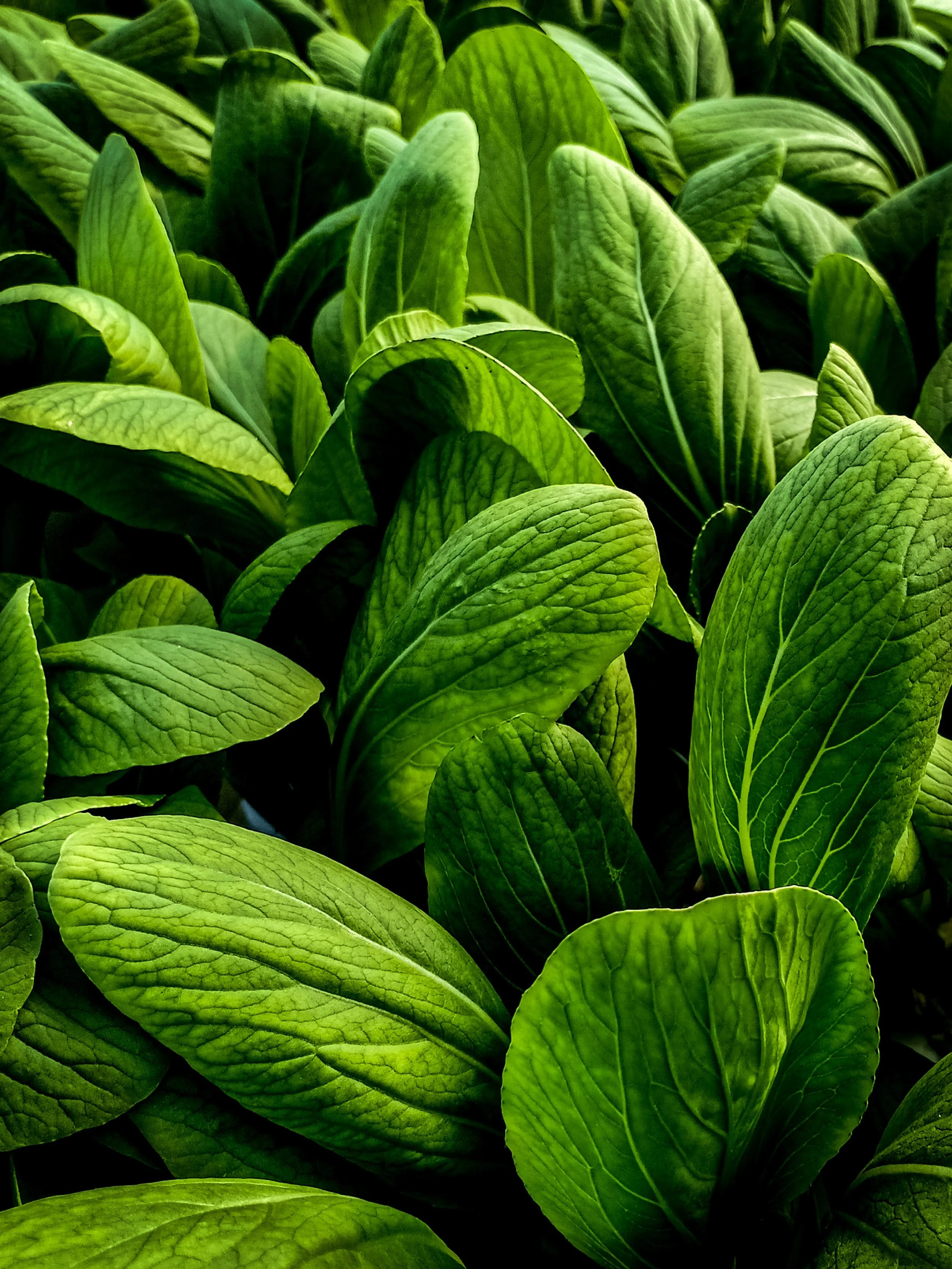 Vegetable Texture (5).jpg