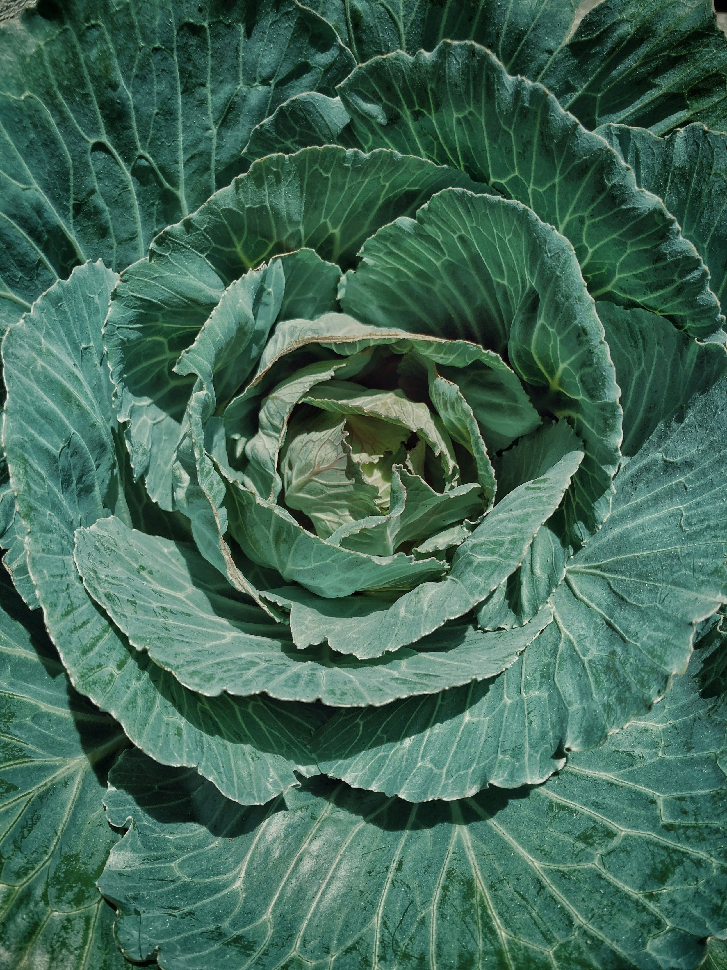 Vegetable Texture (10).jpg