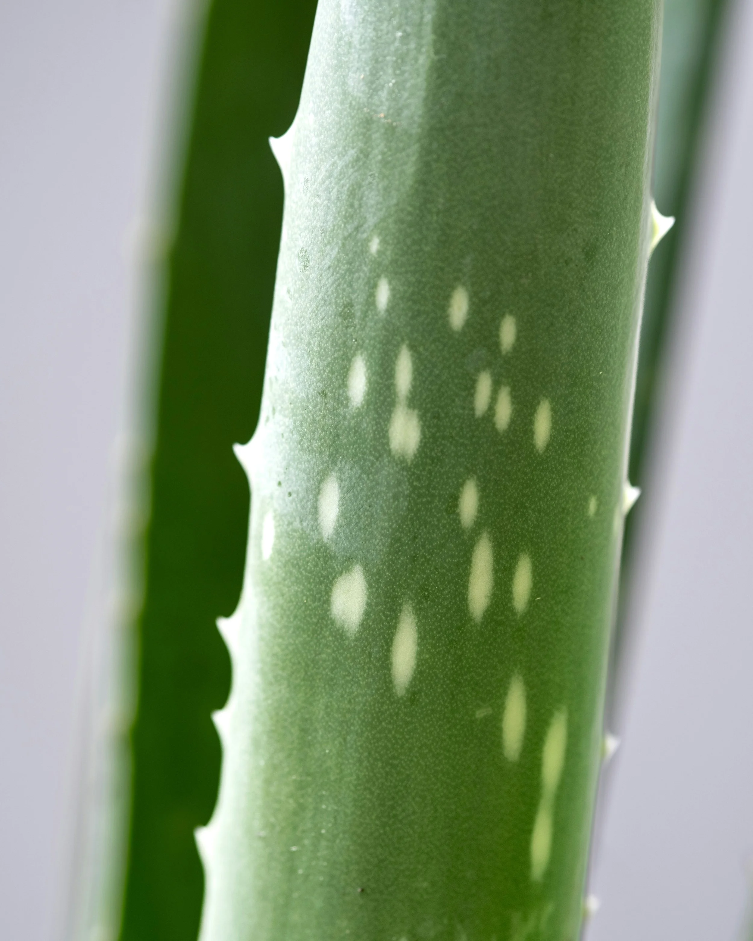 Vegetable Texture (11).jpg