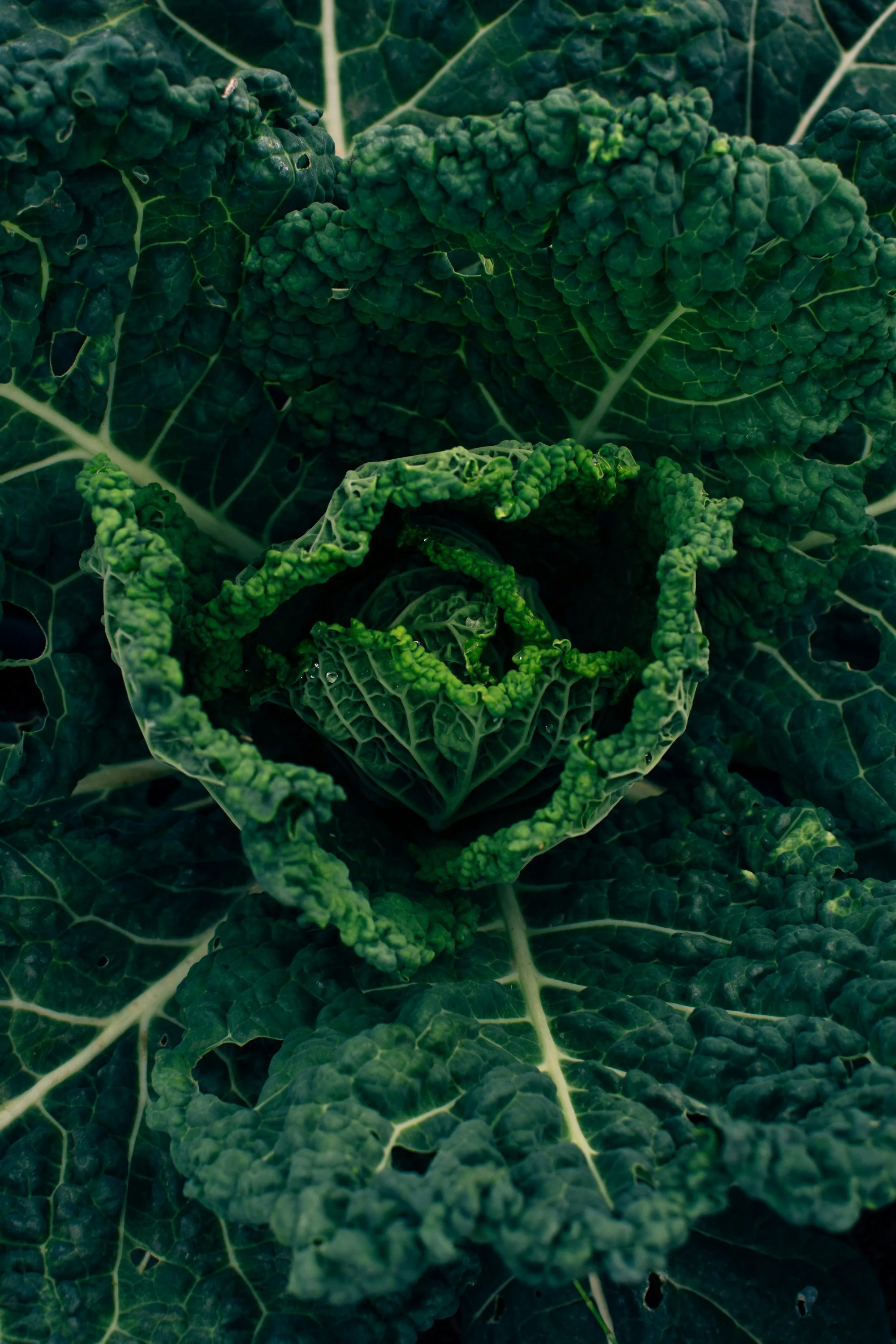 Vegetable Texture Image.jpg