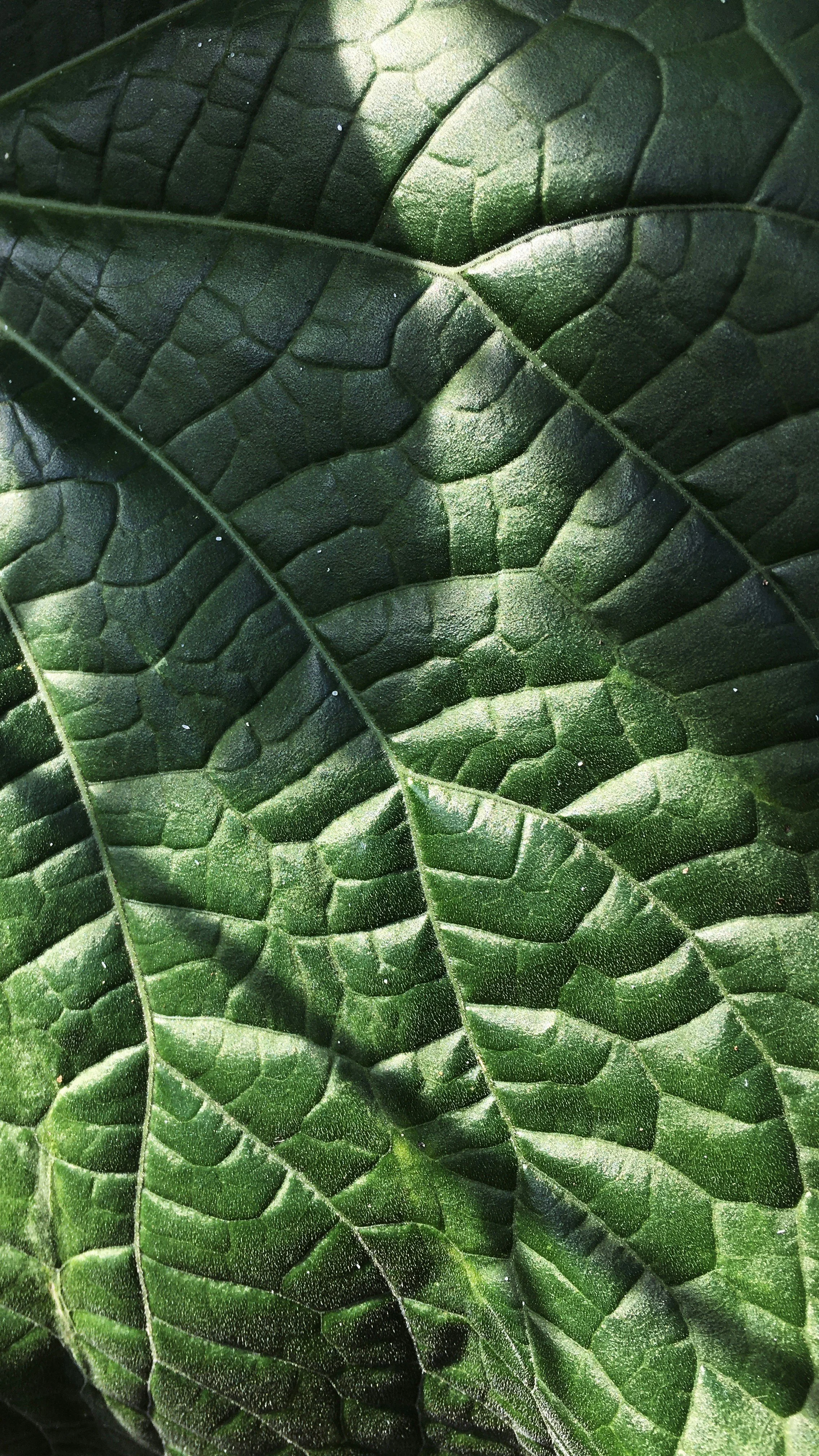 Vegetable Texture Unsplash (1).jpg