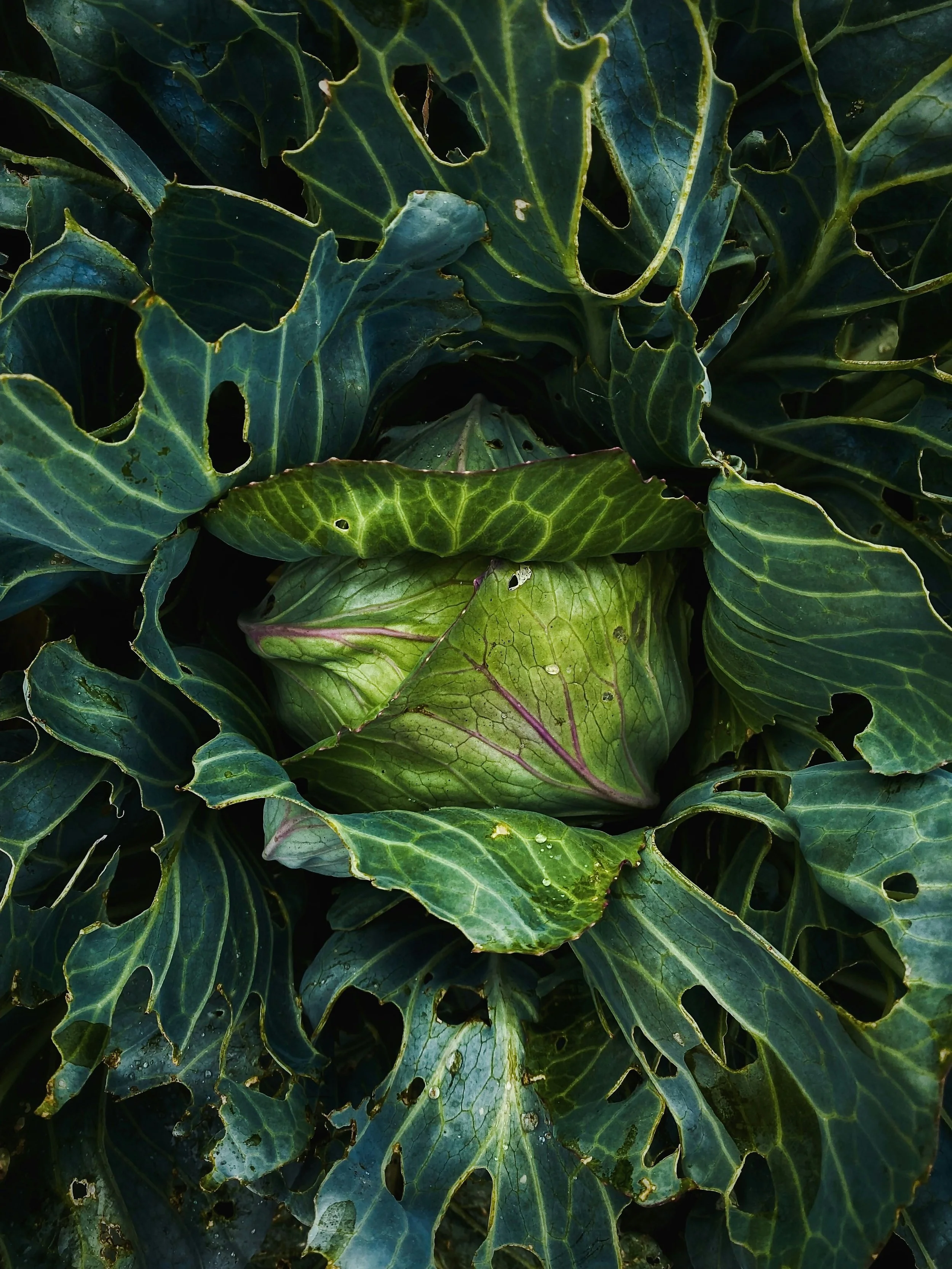 Vegetable Texture Unsplash.jpg