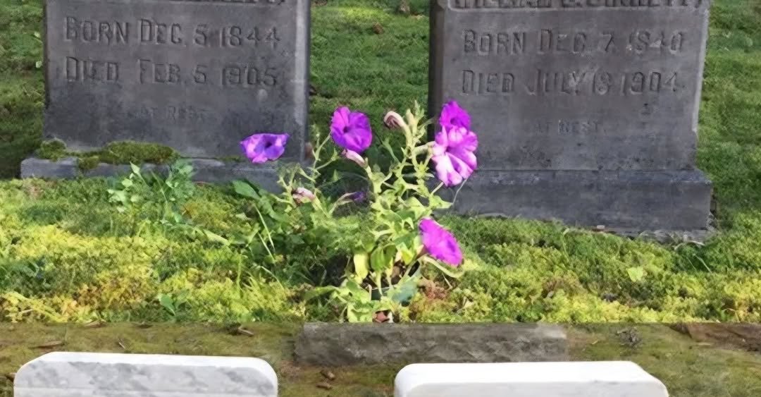 Gravestone Preservation and Cleaning