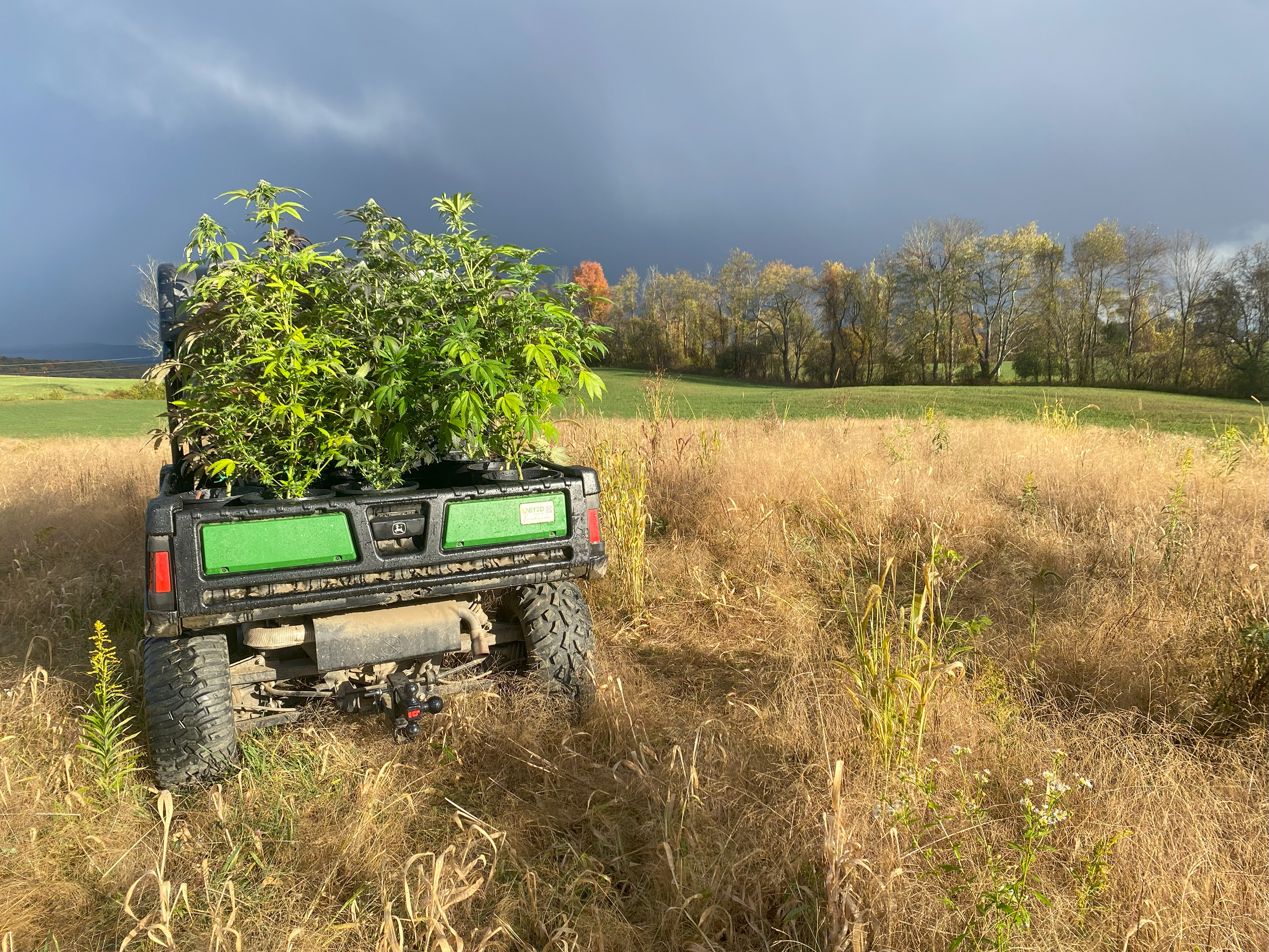A small off-road vehicle with a bed of green plants, possibly cannabis, driving through a grassy field with dry grass and a line of trees in the background under a dark stormy sky.