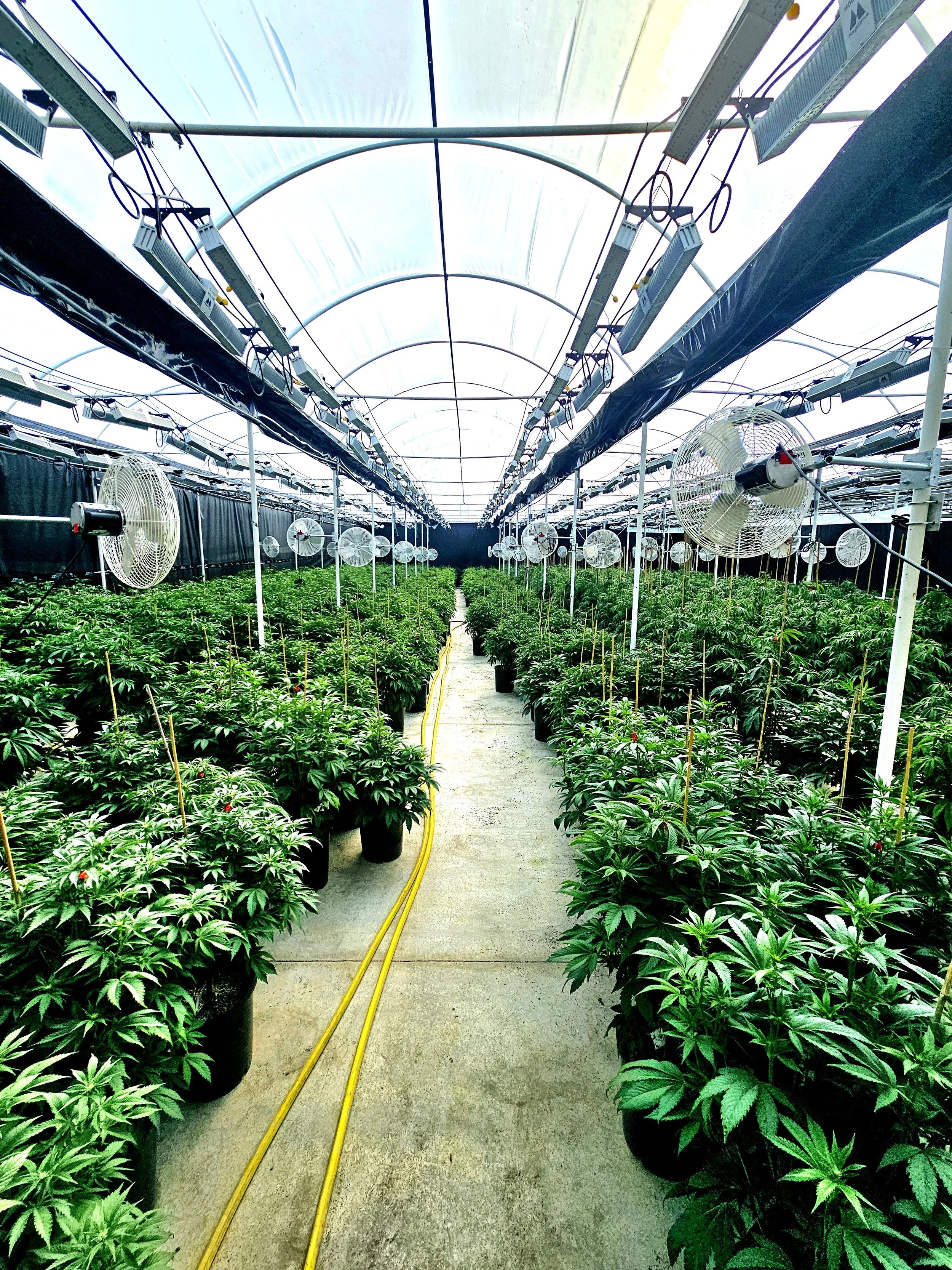 Indoor greenhouse or grow room with rows of cannabis plants in pots, hanging lights, and large fans for ventilation.