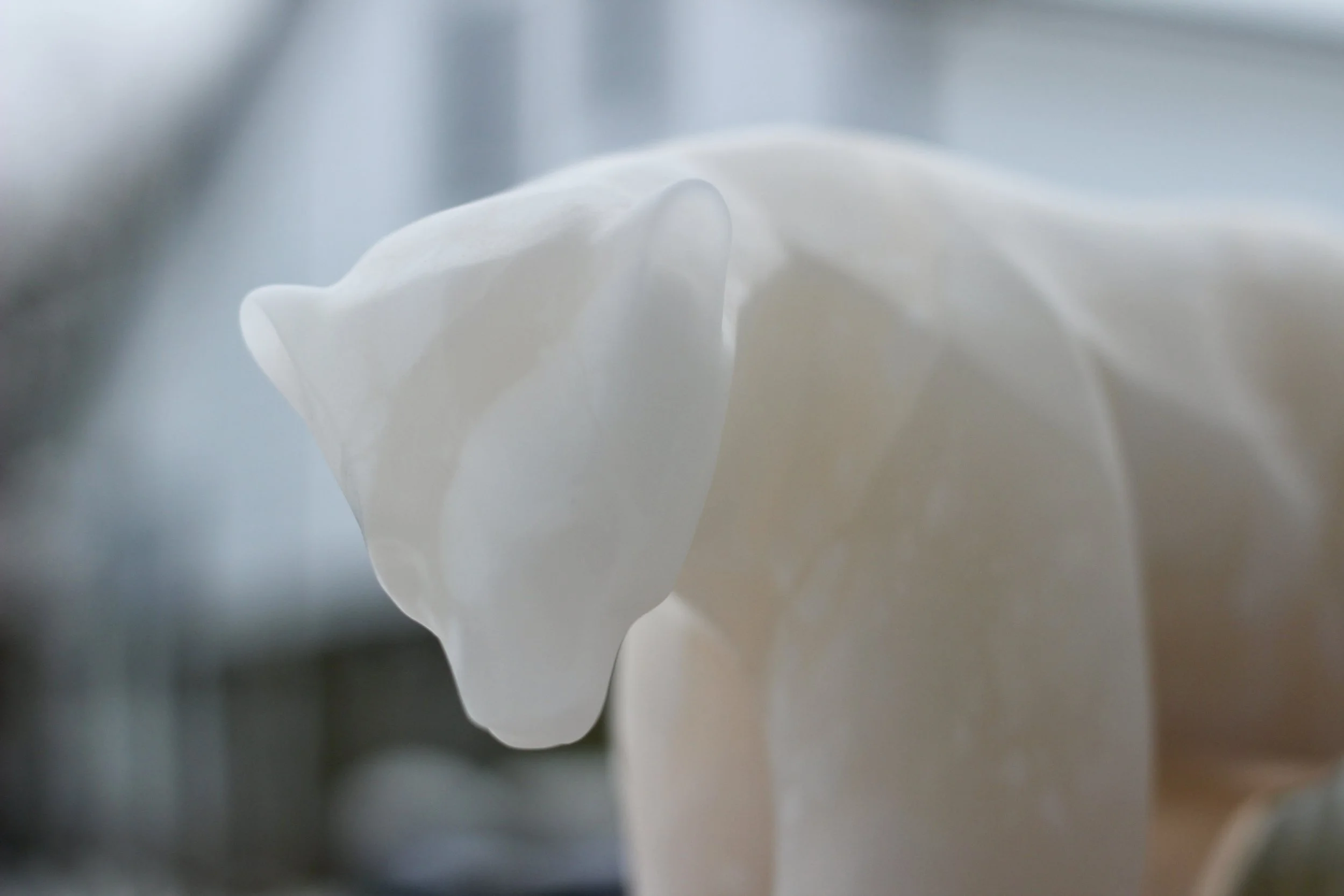 Polar Bear 1.jpeg