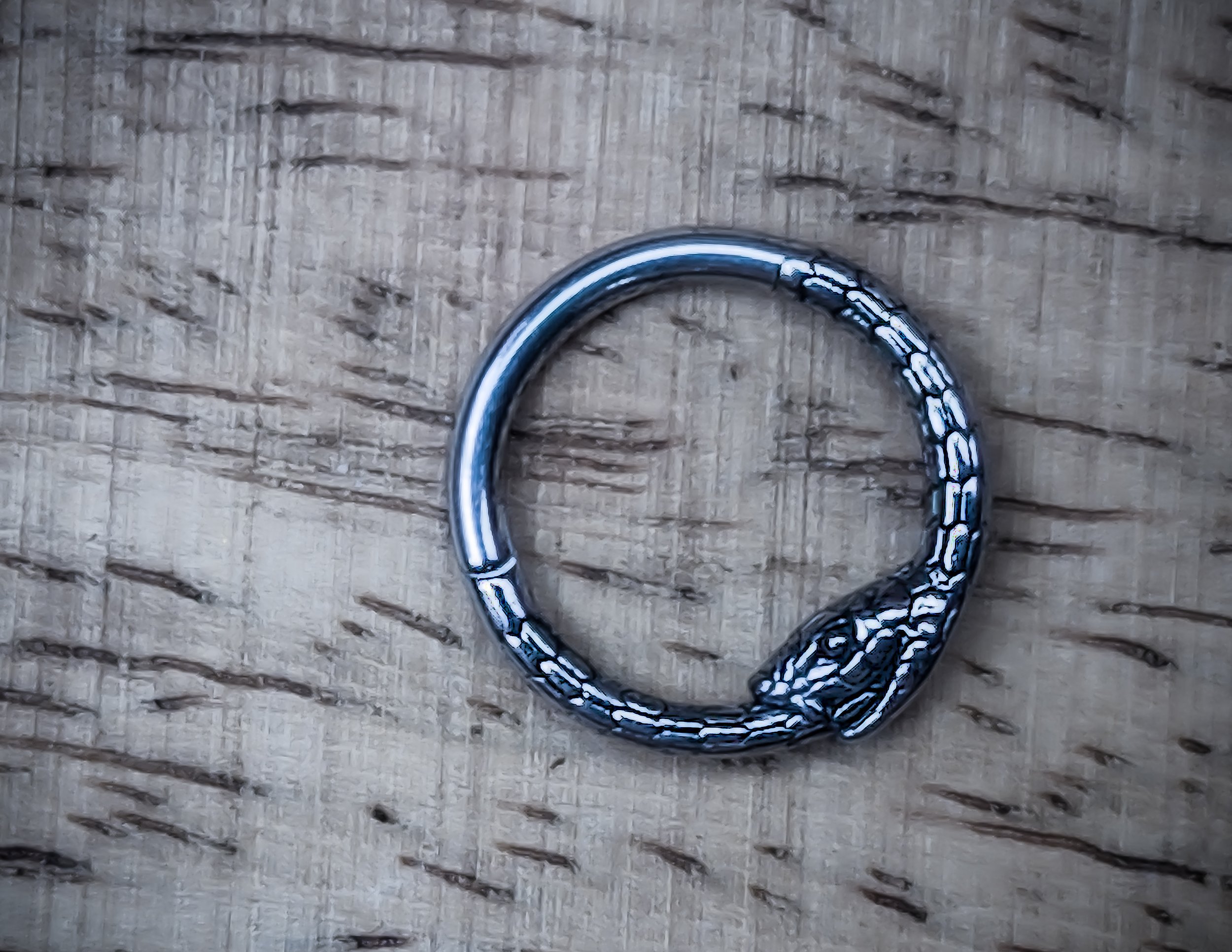 urgical steel Ouroboros clicker ring featuring a serpent biting its tail, with clean metallic shine and textured scale work; designed for septum or daith piercings.