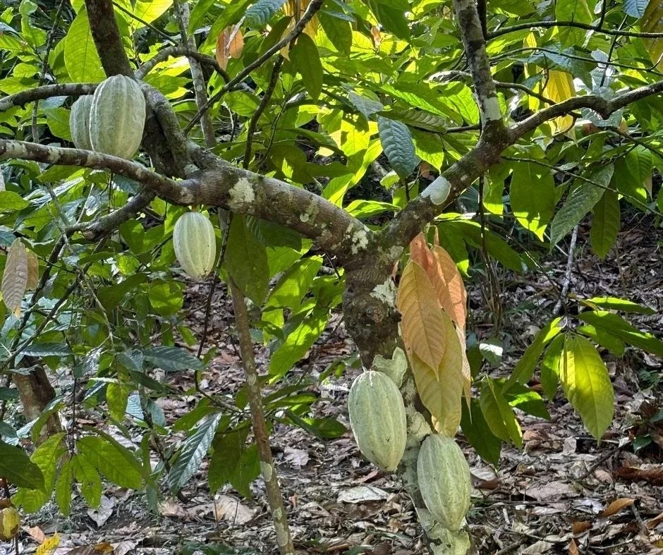 75beab_a7ef4eeacd24460683e316075f4ef46b~mv2 3.jpeg