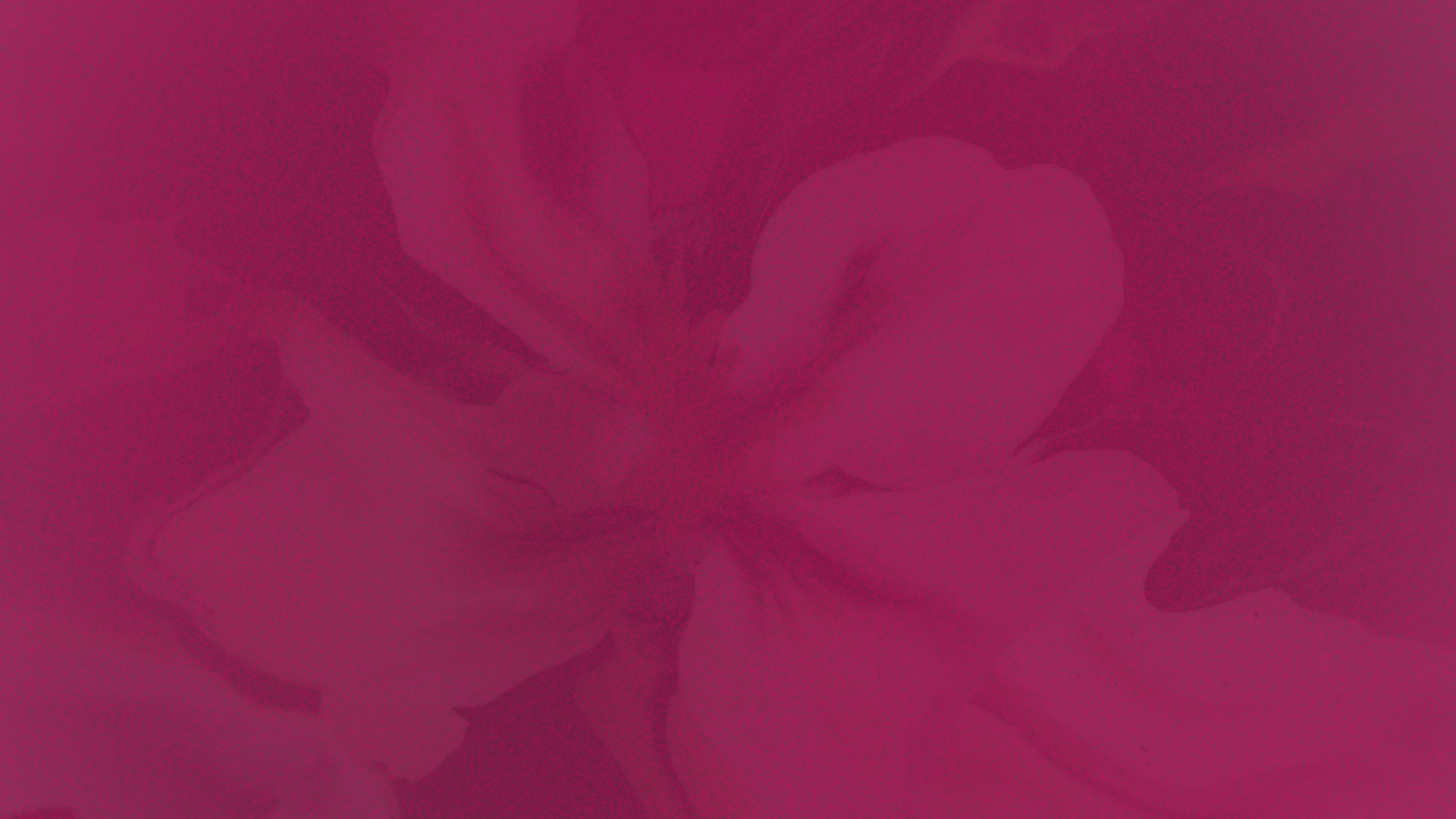 Close-up of a person holding a white cup of coffee, with a pinkish background and a blurred flower near the cup.