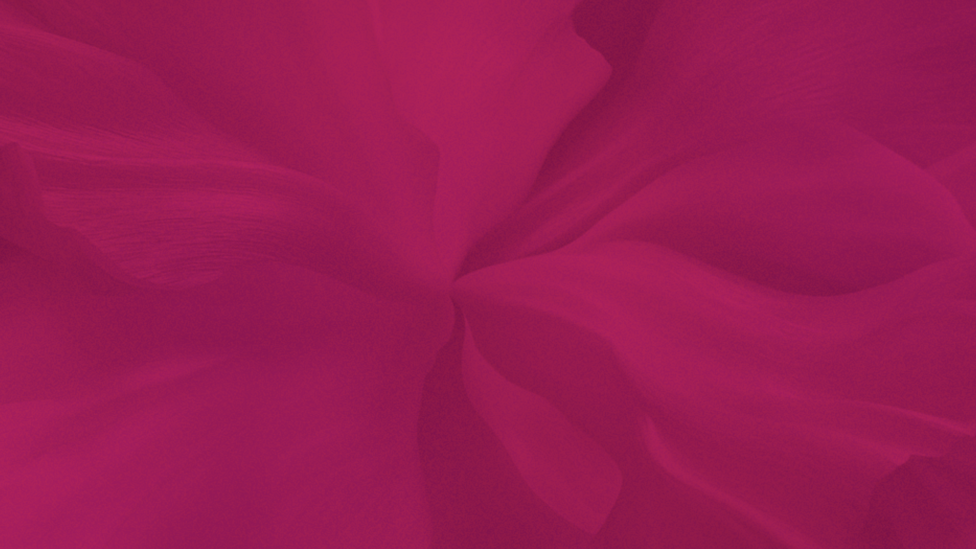 Close-up of pink and purple flower petals with soft focus.