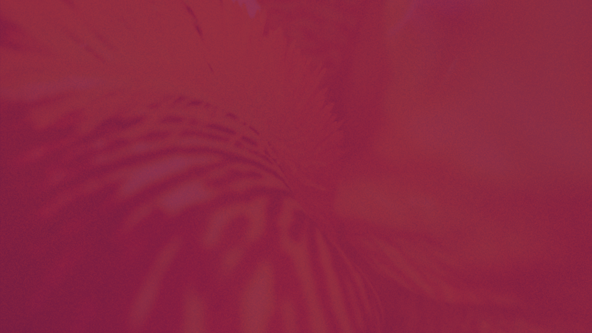 A close-up of a red flower with visible petals and texture.