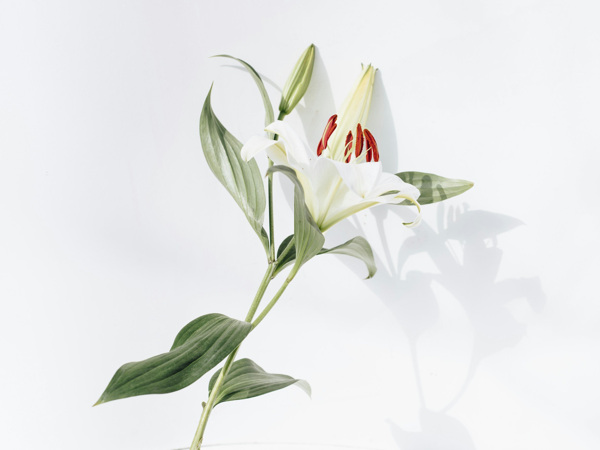 A single white lily flower with green leaves and closed buds on a white background, casting a shadow.