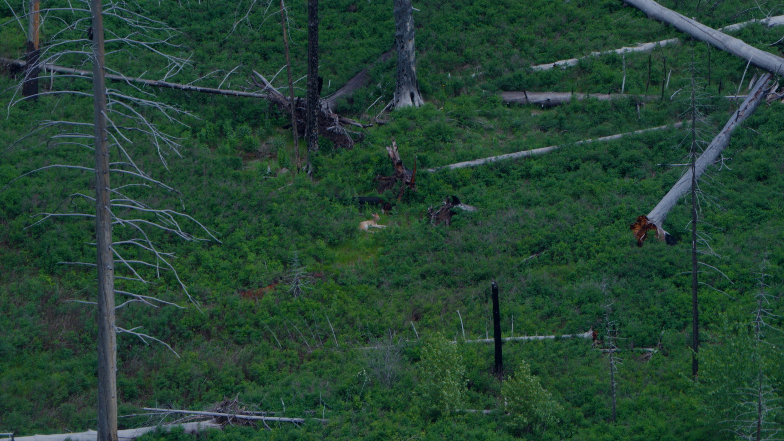 C0547.00_12_27_00.Still007.jpg