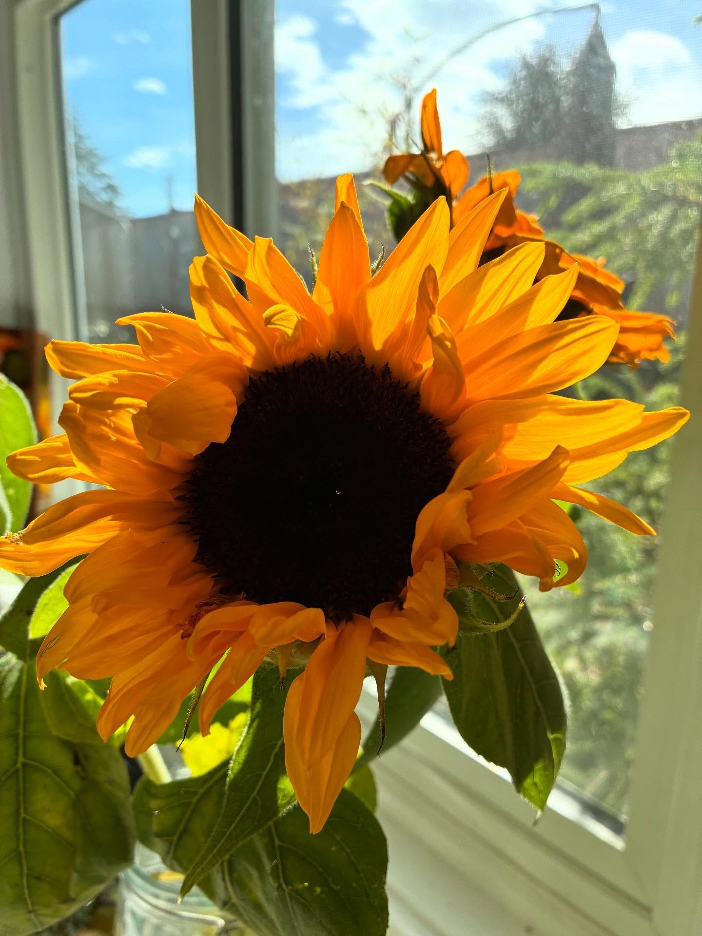 Hi! Hello! Will we see you at class this week? 🌻 Intro to Acting + Drama for 5-8 year olds starts tomorrow, Wednesday 4pm