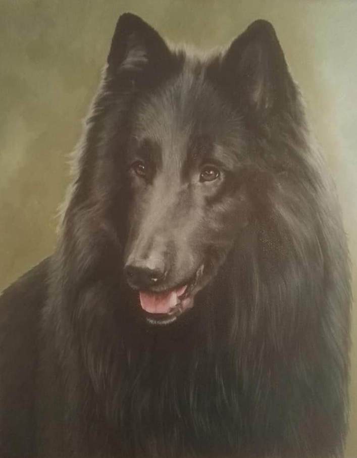 Belgian shephard.png